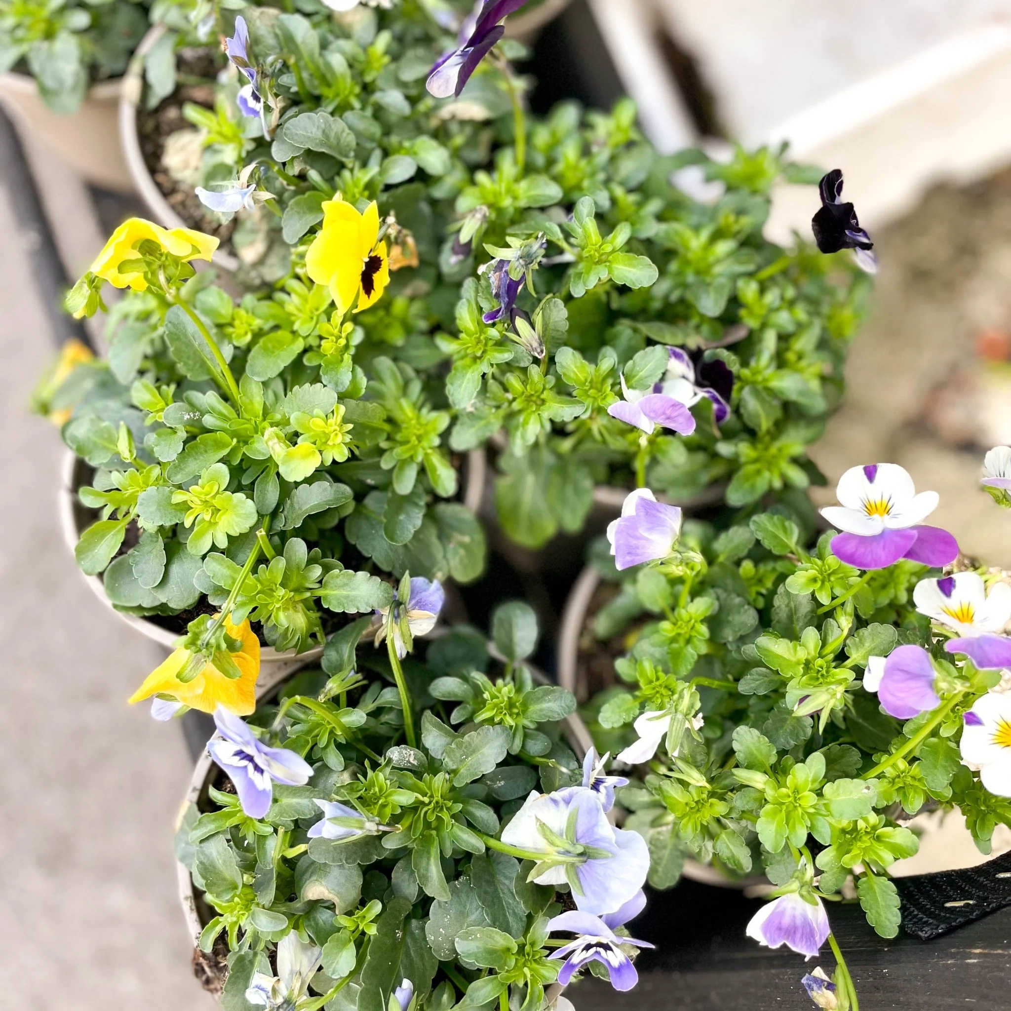 Viola cornuta - Violet - British Grown - Image 2