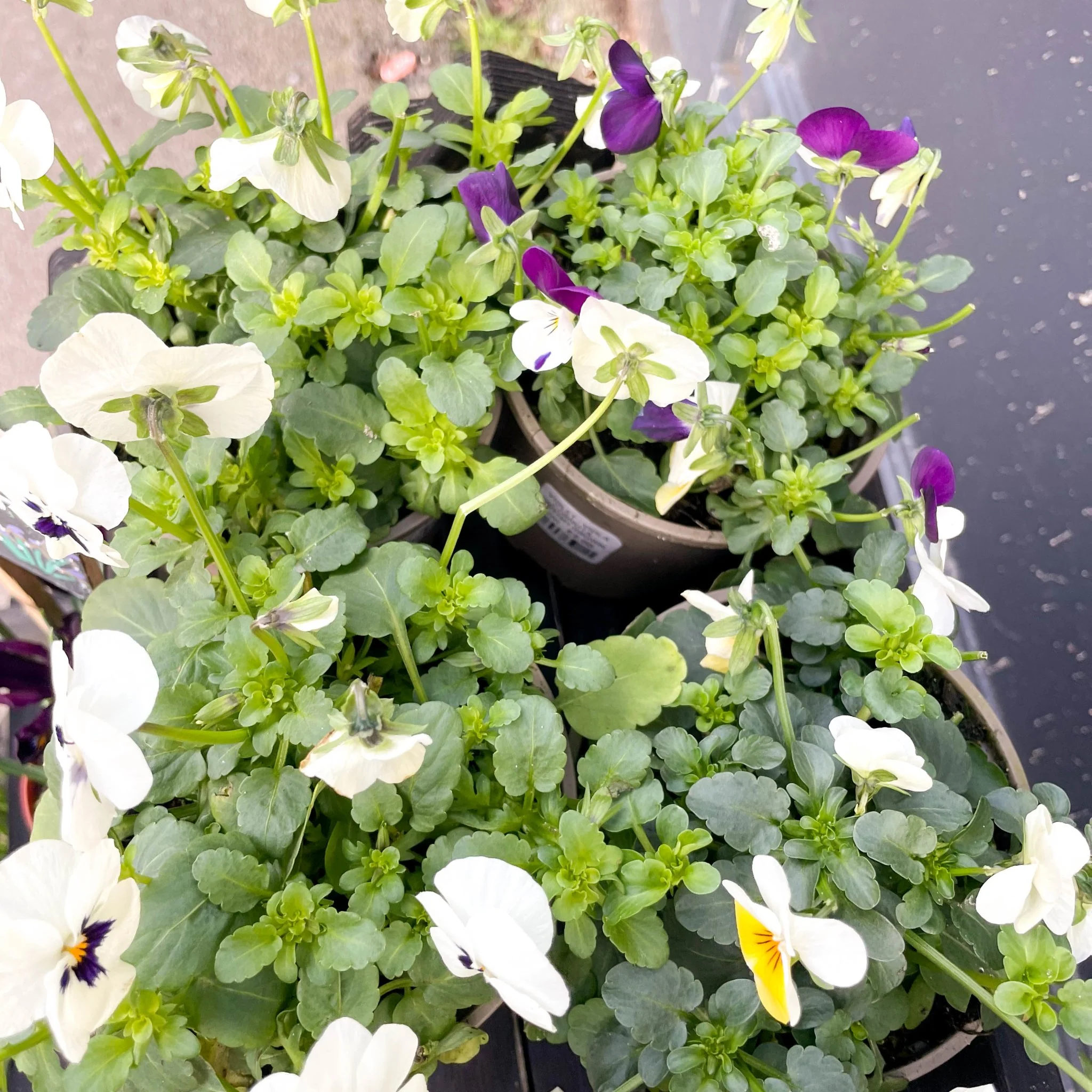 Viola cornuta - Violet - British Grown - Image 3