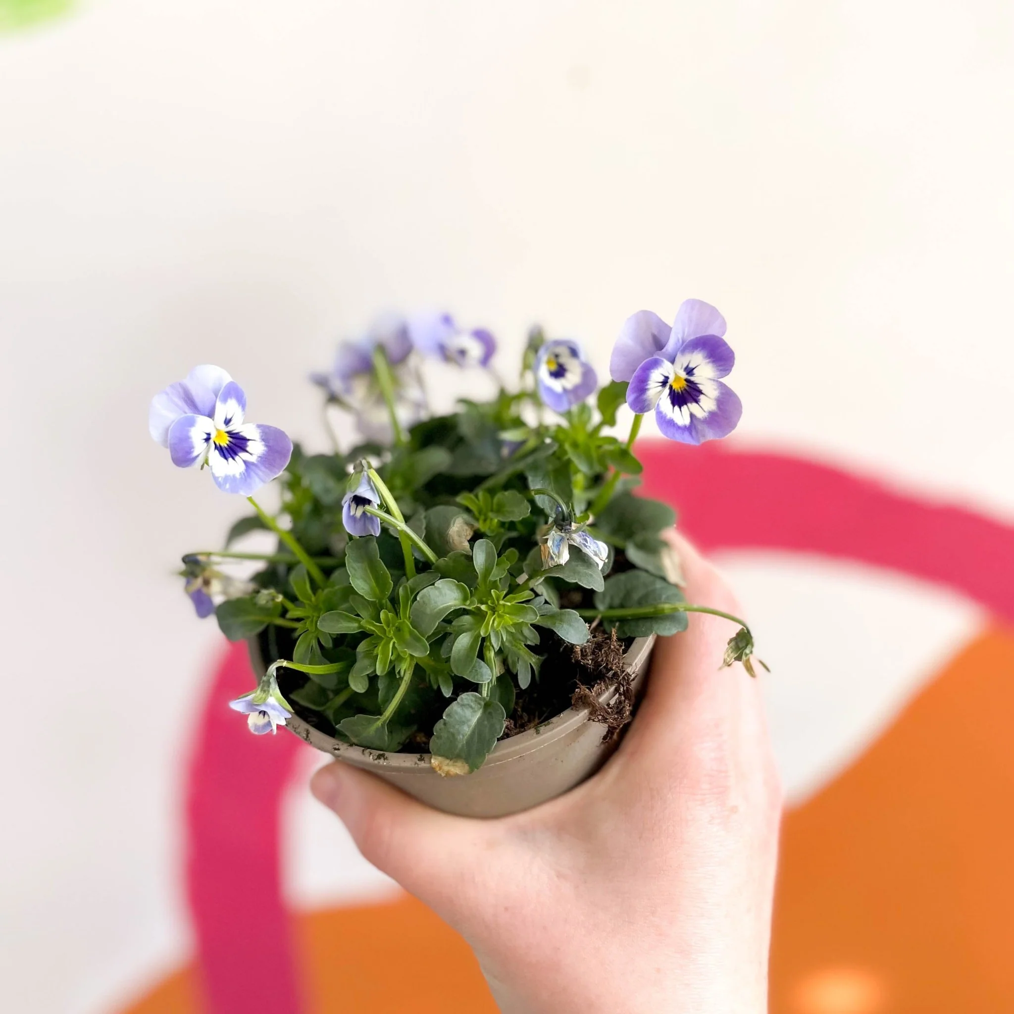 Viola cornuta - Violet - British Grown - Image 4