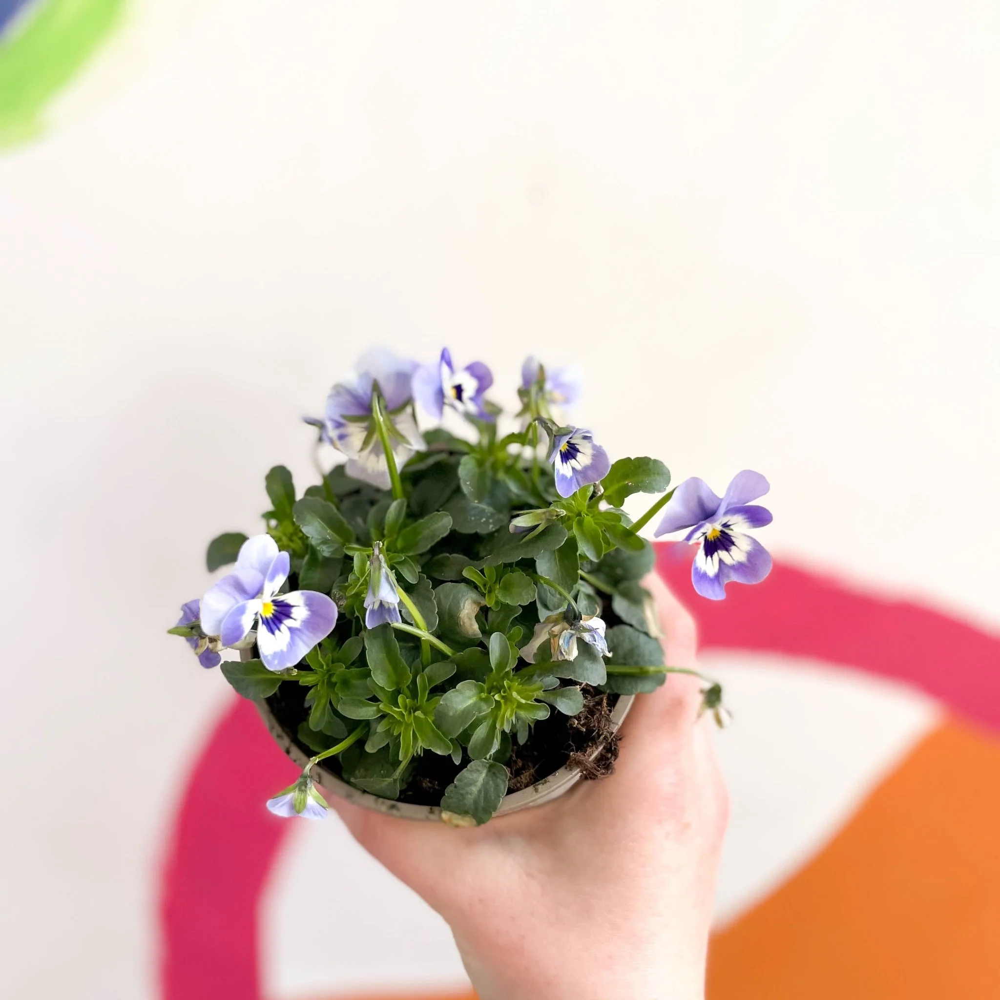Viola cornuta - Violet - British Grown - Image 5