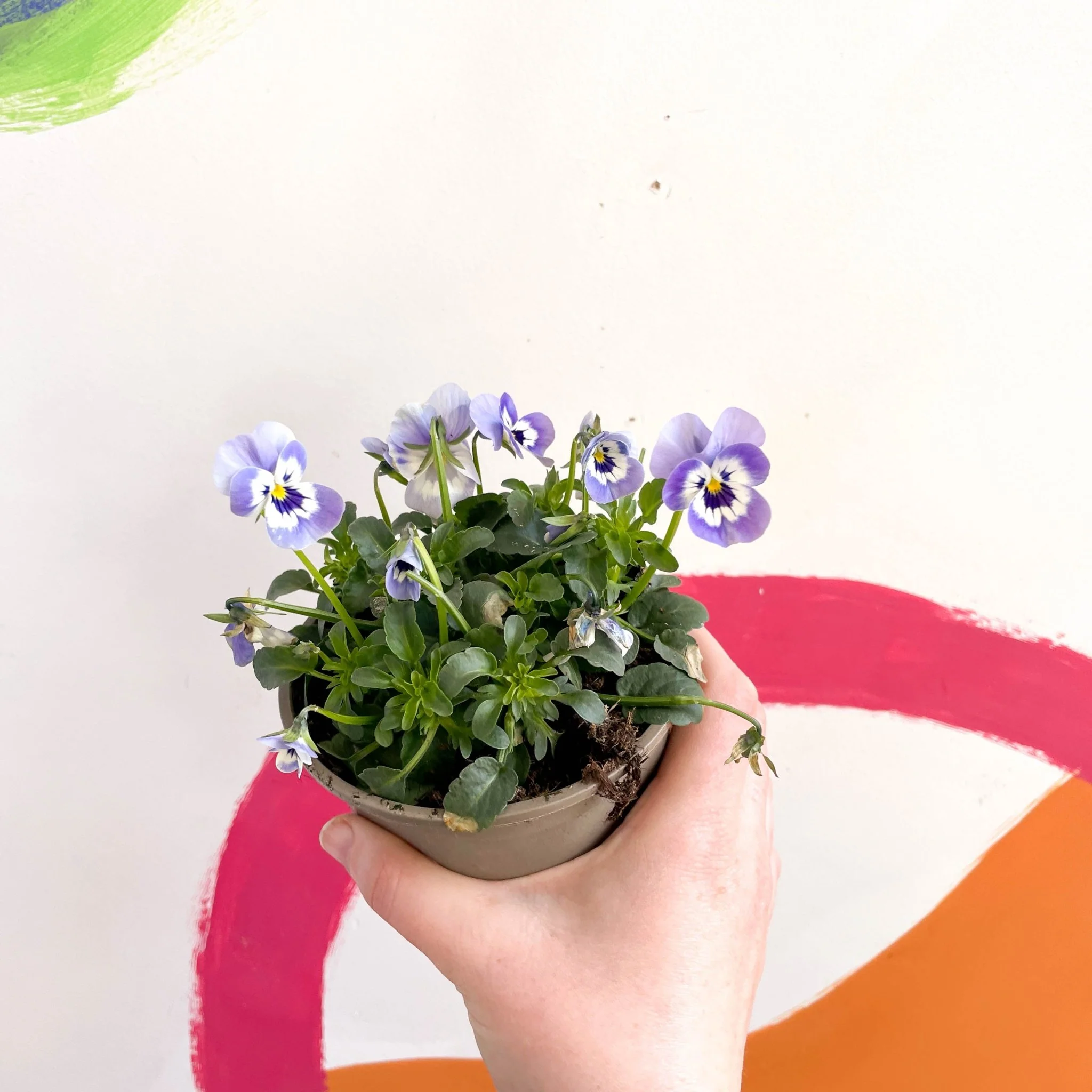 Viola cornuta - Violet - British Grown - Image 6
