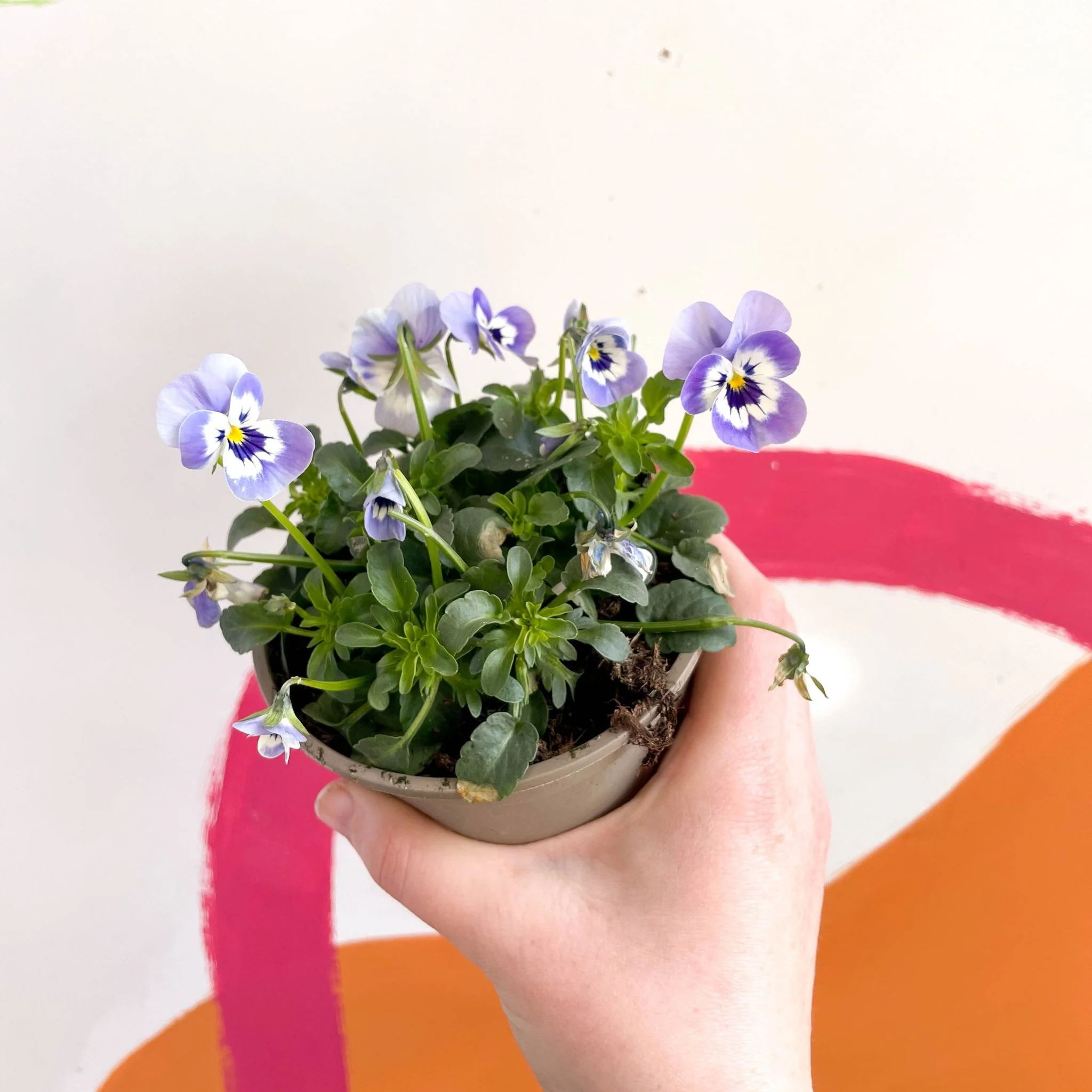 Viola cornuta - Violet - British Grown - Image 7