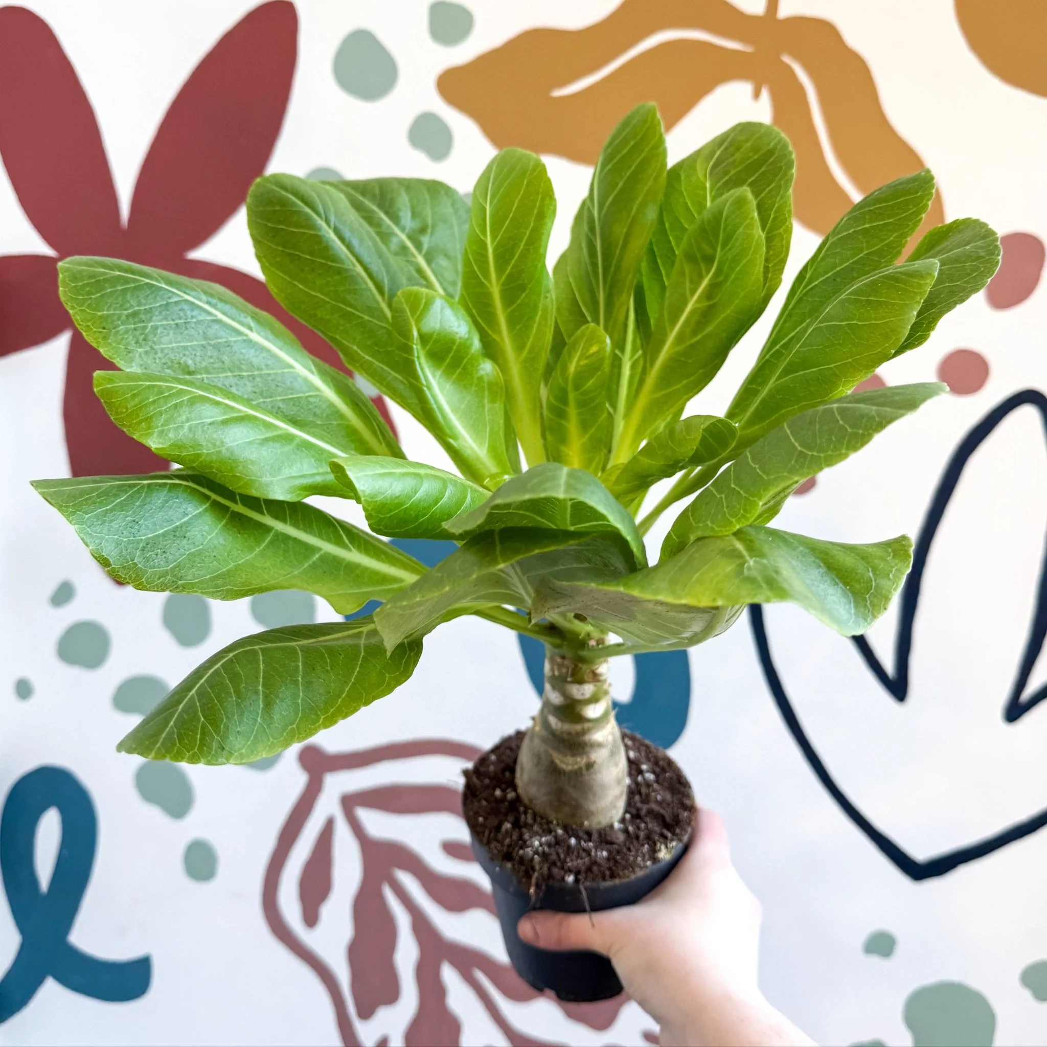 Brighamia insignis – Hawaiian Palm