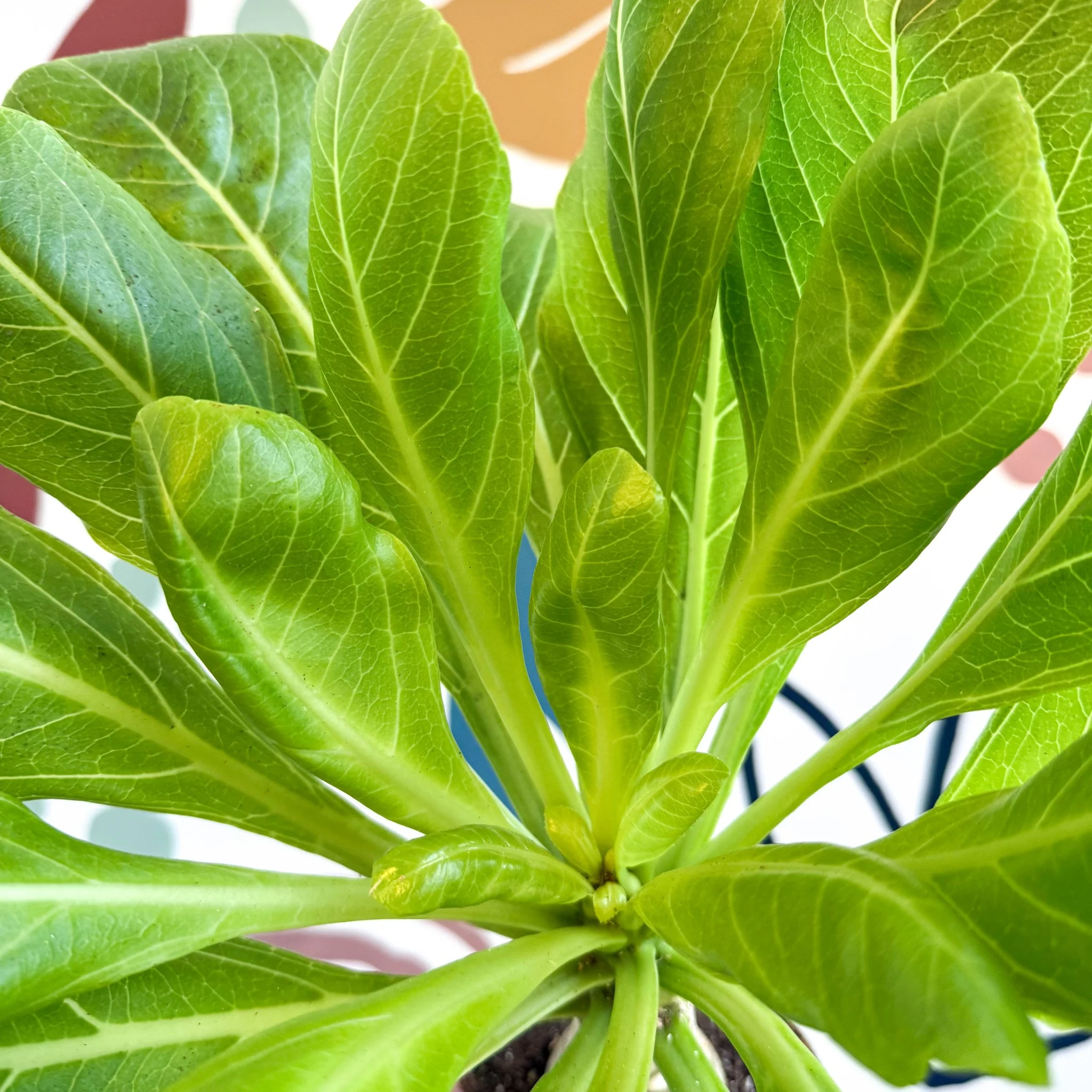 Brighamia insignis – Hawaiian Palm - Image 10