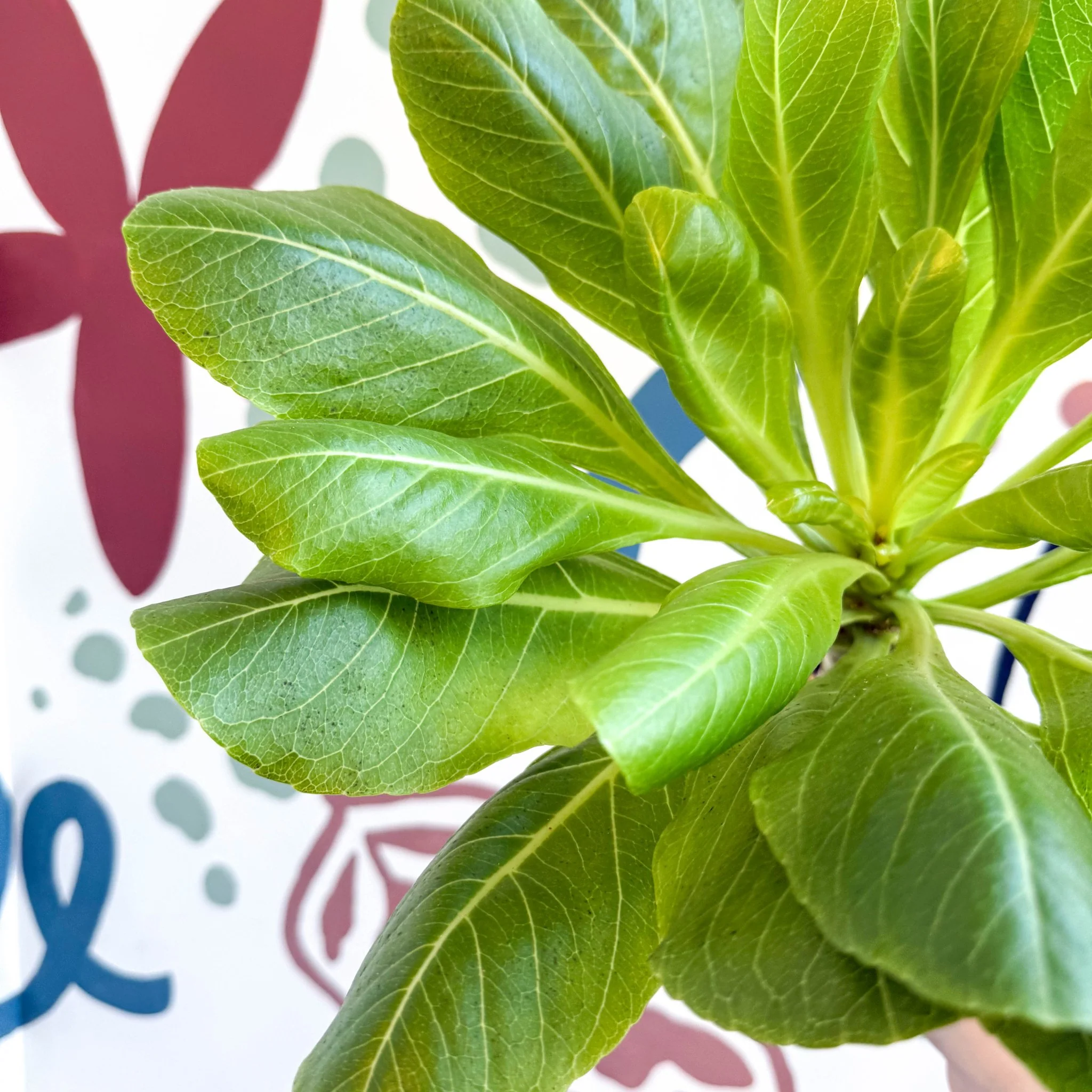 Brighamia insignis – Hawaiian Palm - Image 11