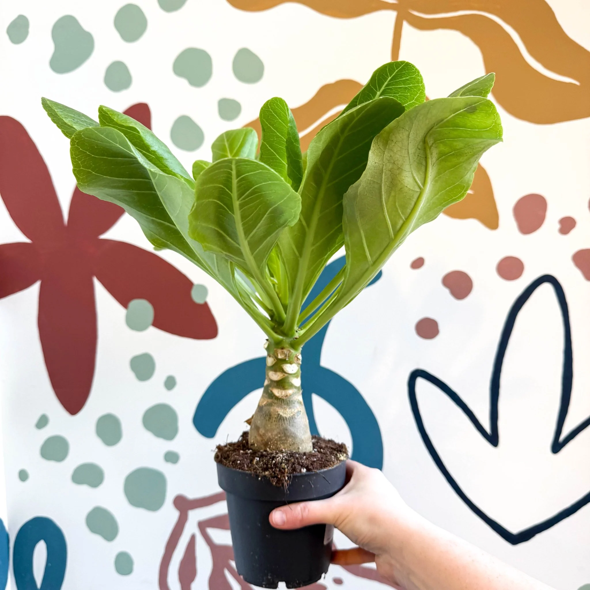 Brighamia insignis – Hawaiian Palm - Image 12