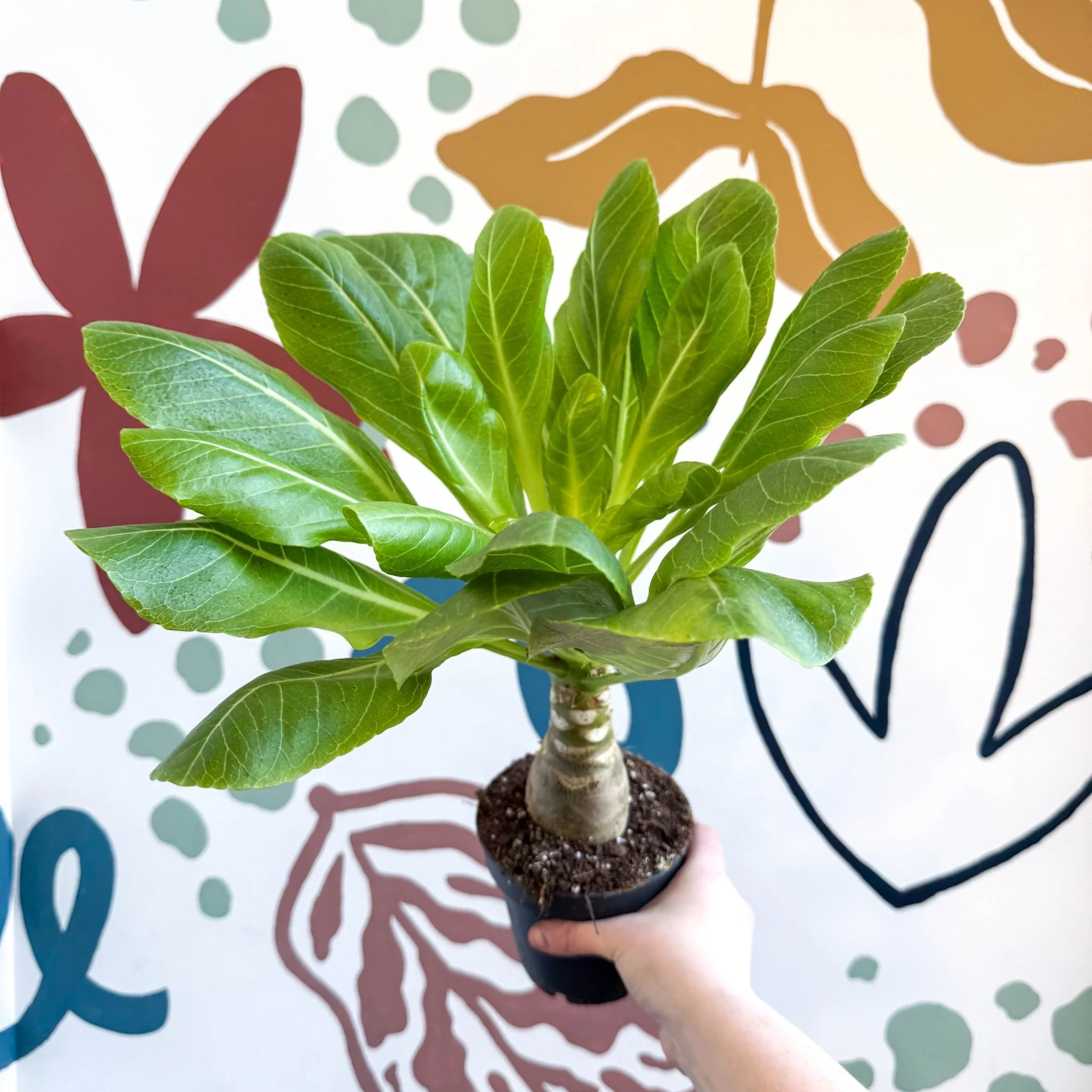 Brighamia insignis – Hawaiian Palm - Image 13