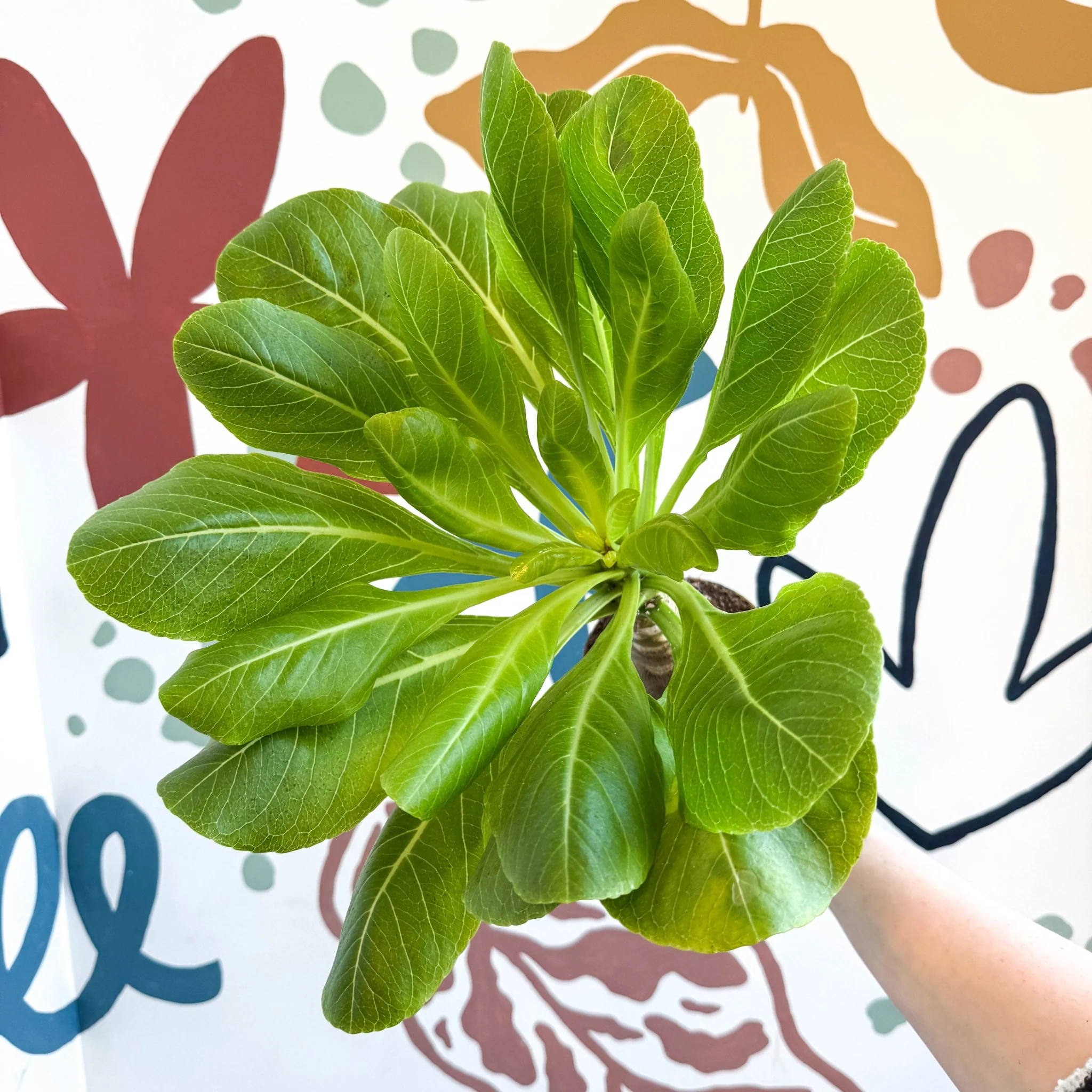 Brighamia insignis – Hawaiian Palm - Image 2