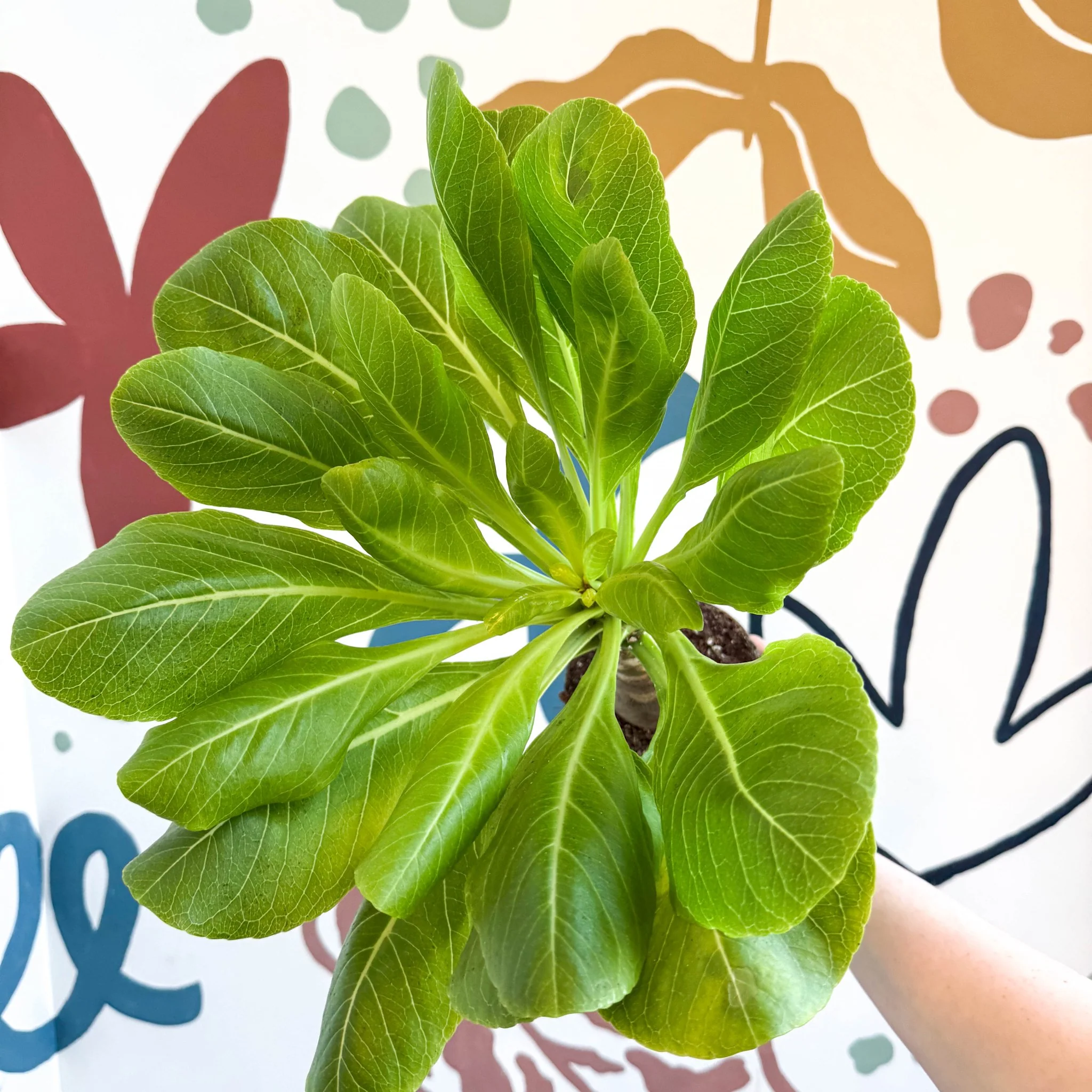 Brighamia insignis – Hawaiian Palm - Image 3