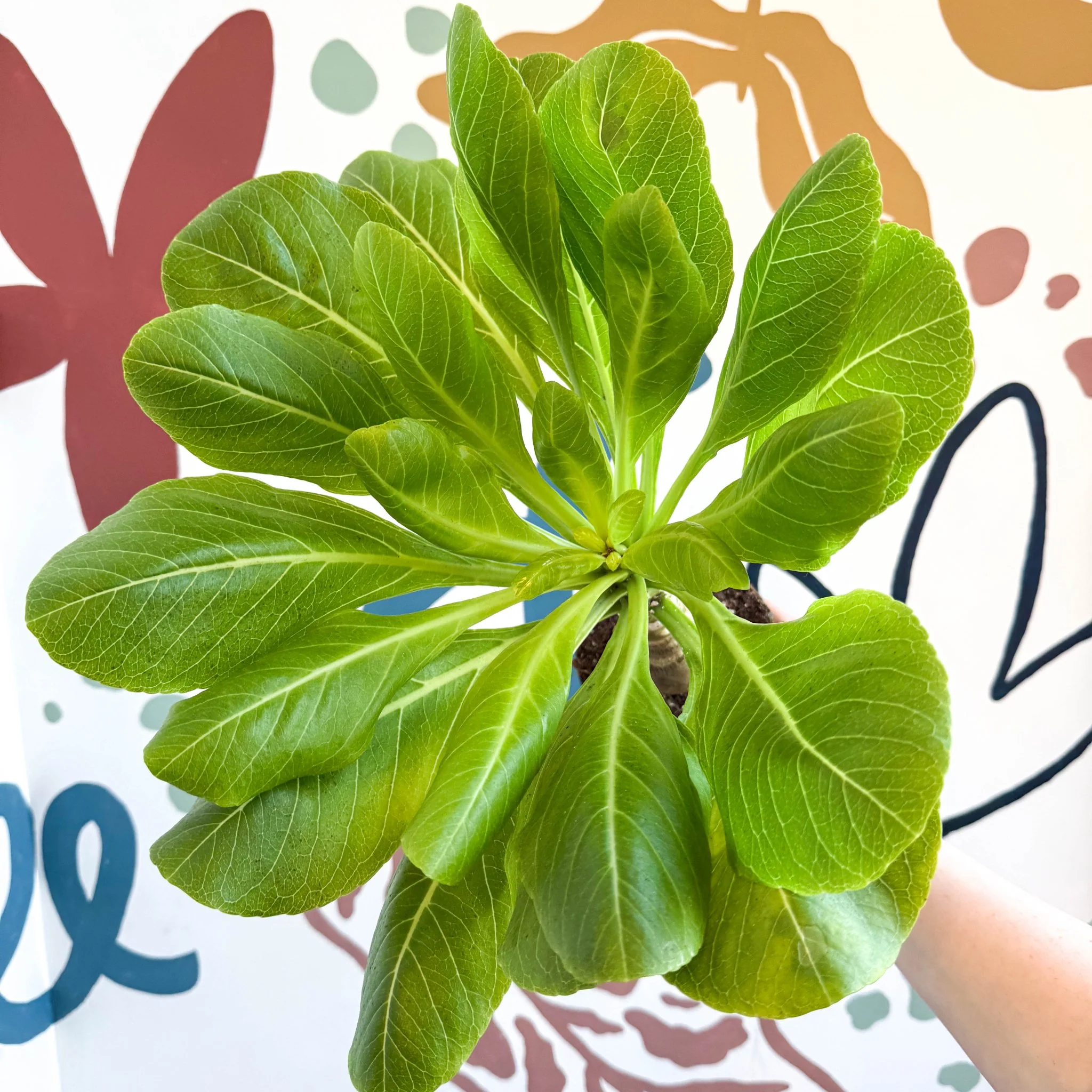 Brighamia insignis – Hawaiian Palm - Image 4