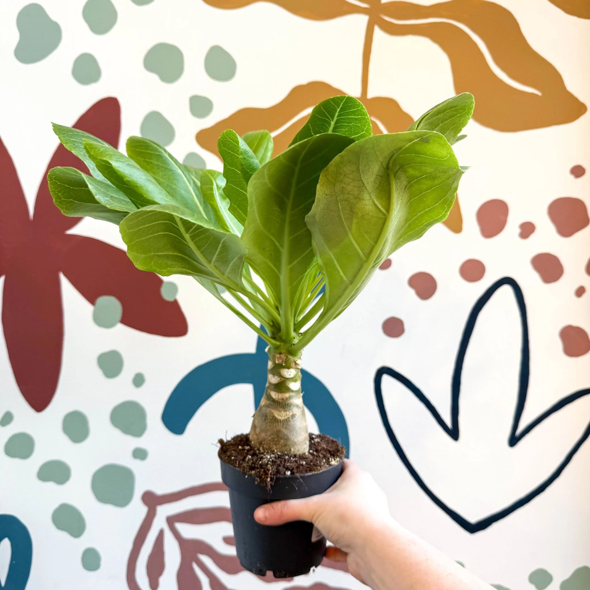 Brighamia insignis – Hawaiian Palm - Image 5