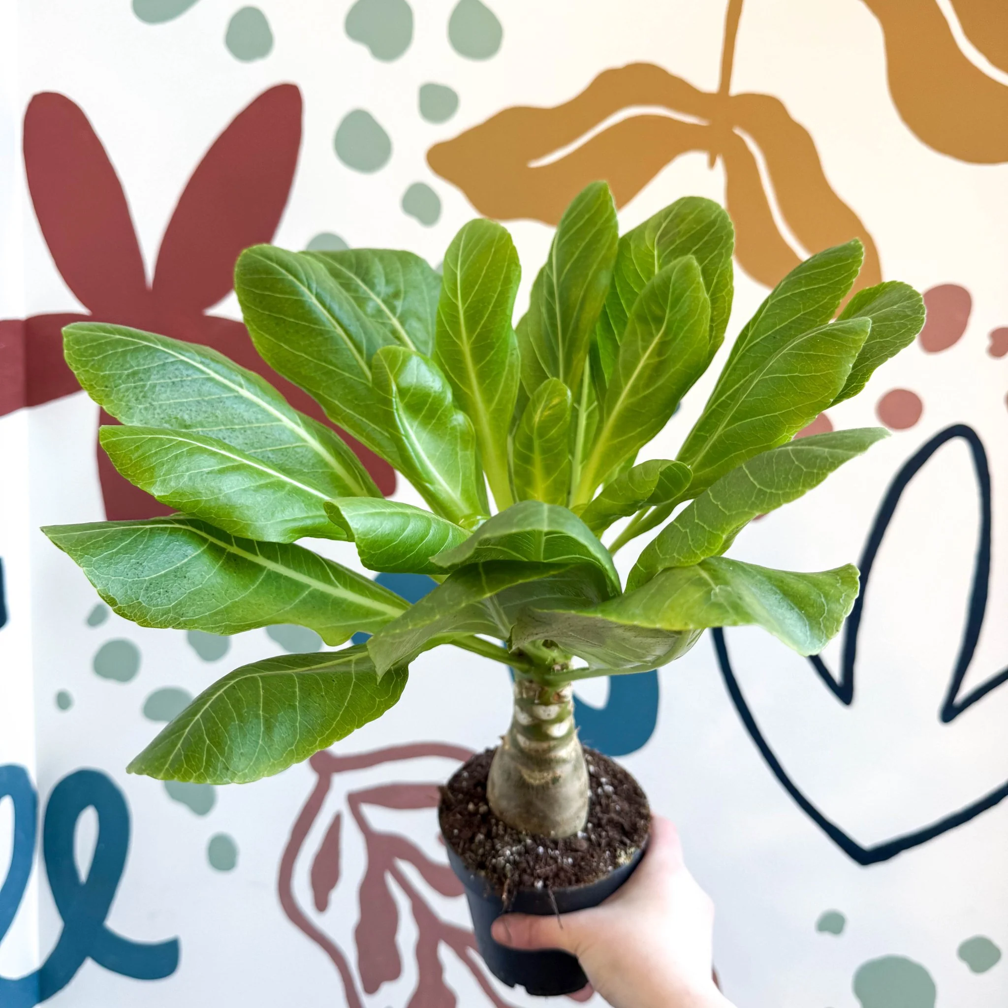 Brighamia insignis – Hawaiian Palm - Image 6