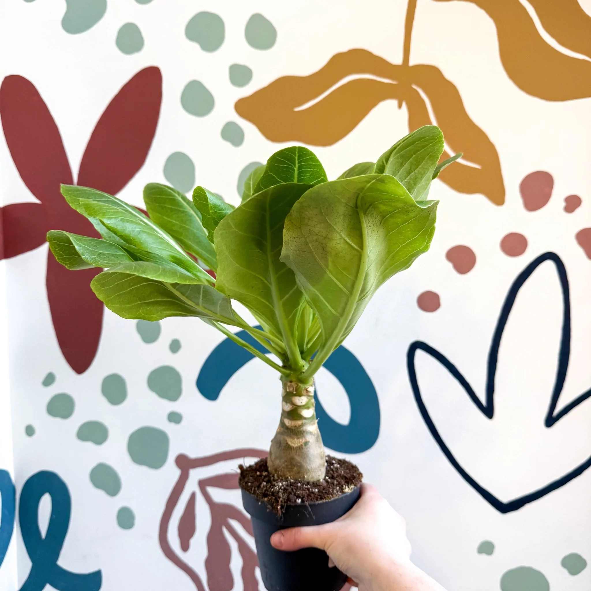 Brighamia insignis – Hawaiian Palm - Image 7