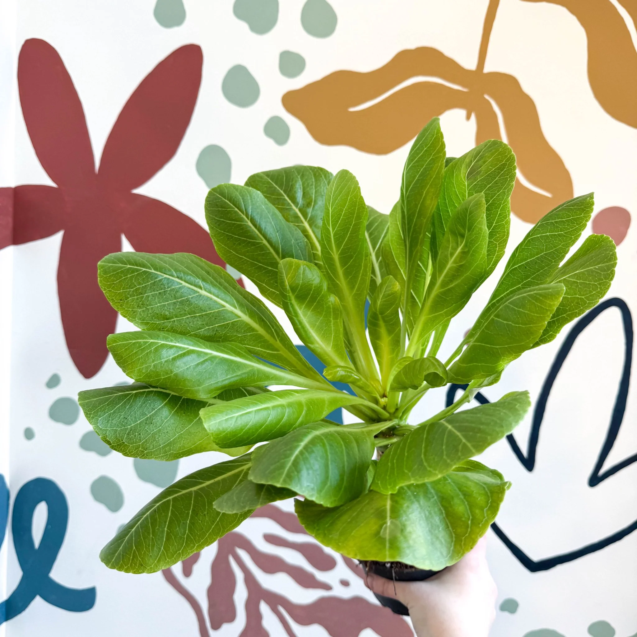 Brighamia insignis – Hawaiian Palm - Image 8