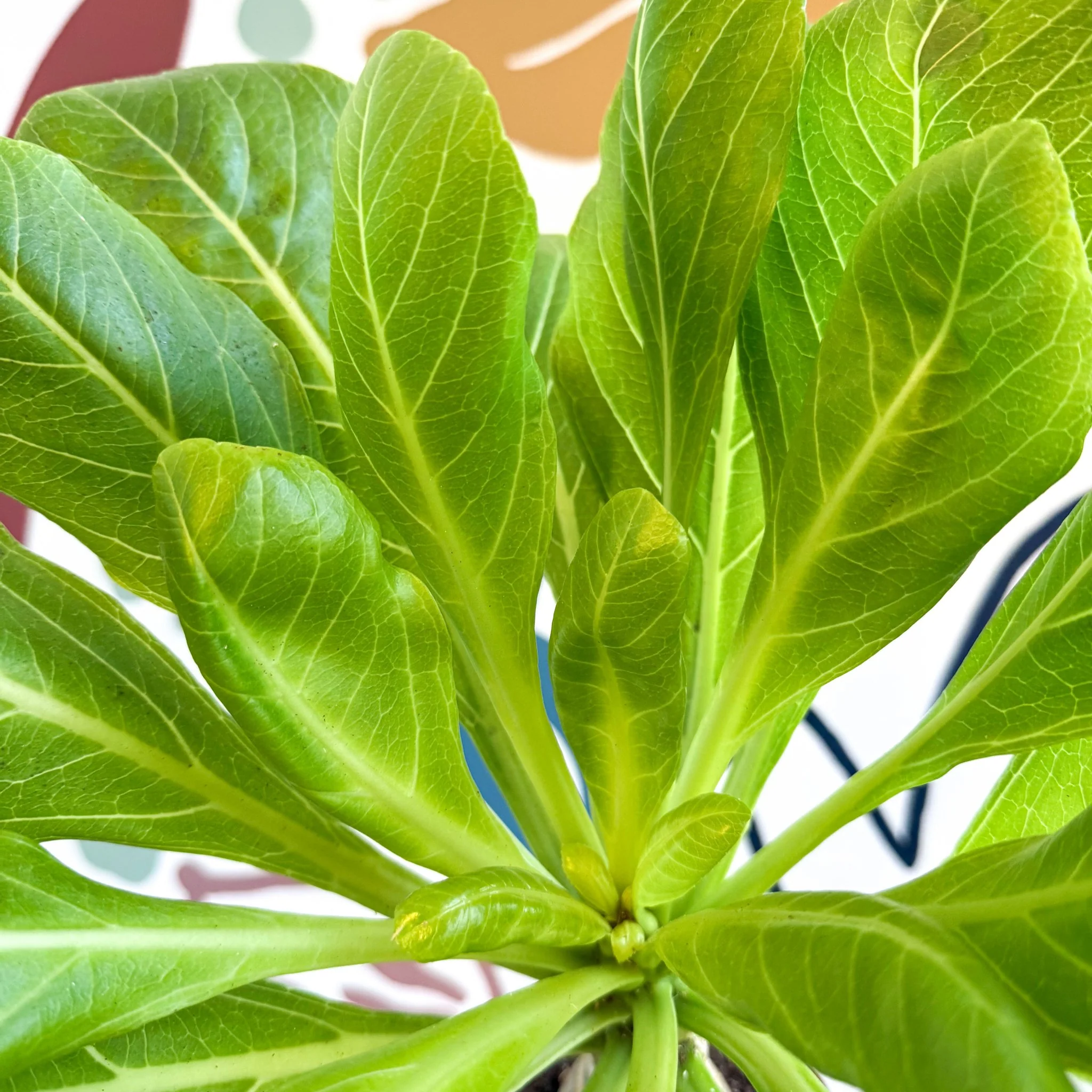 Brighamia insignis – Hawaiian Palm - Image 9