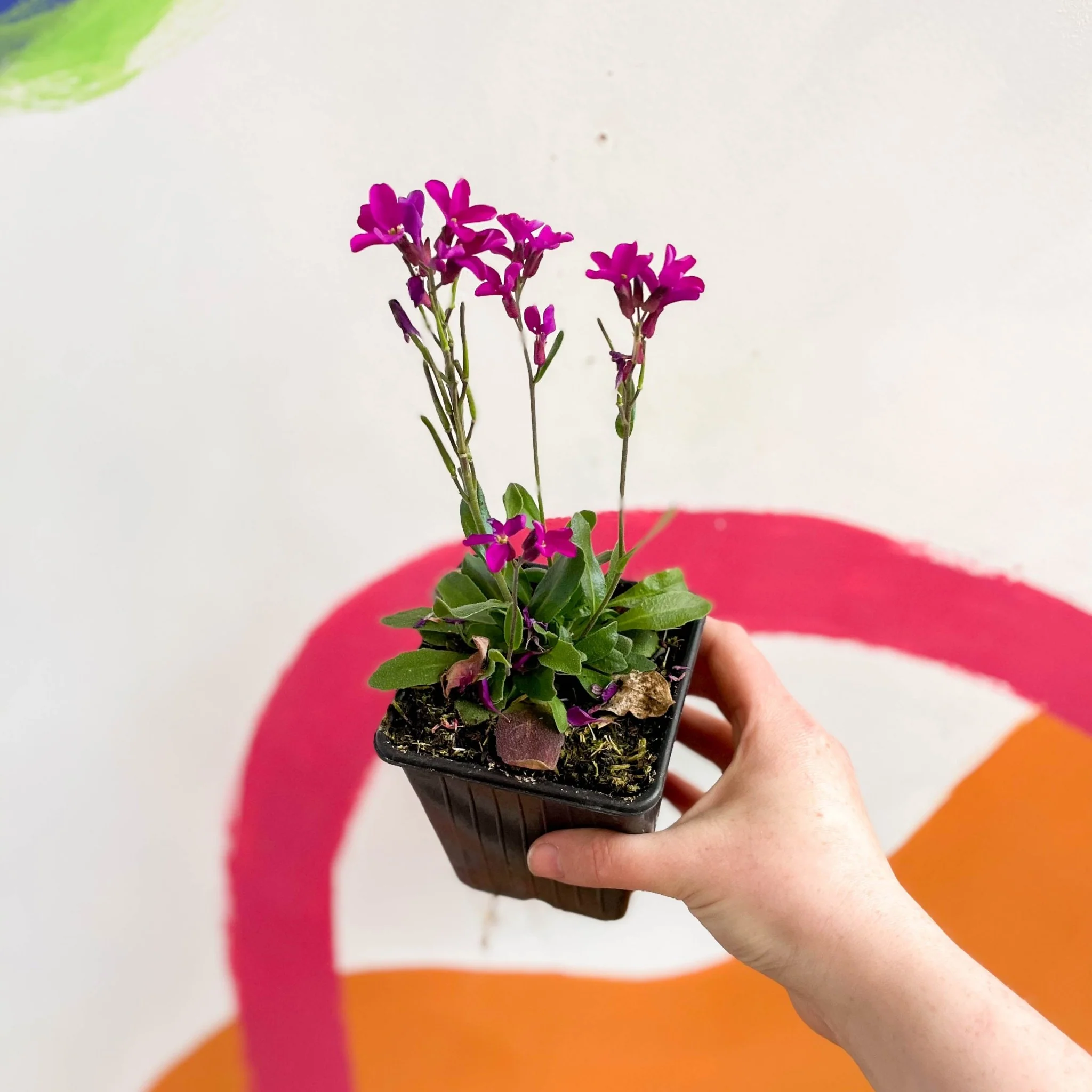 Wall Cress - Arabis blepharophylla 'Rose Delight' - British Grown Evergreen Perennial Alpine - Image 2
