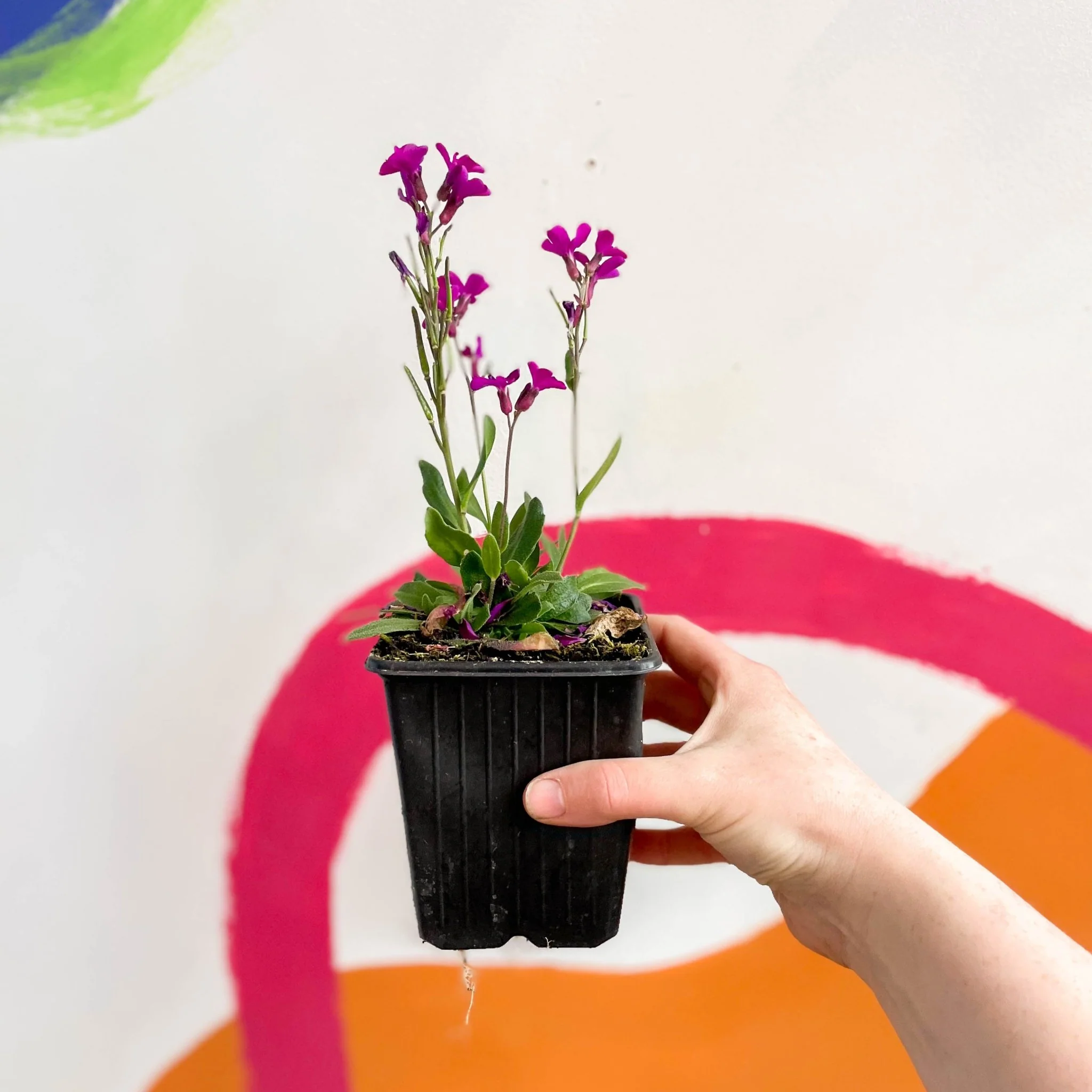 Wall Cress - Arabis blepharophylla 'Rose Delight' - British Grown Evergreen Perennial Alpine - Image 3