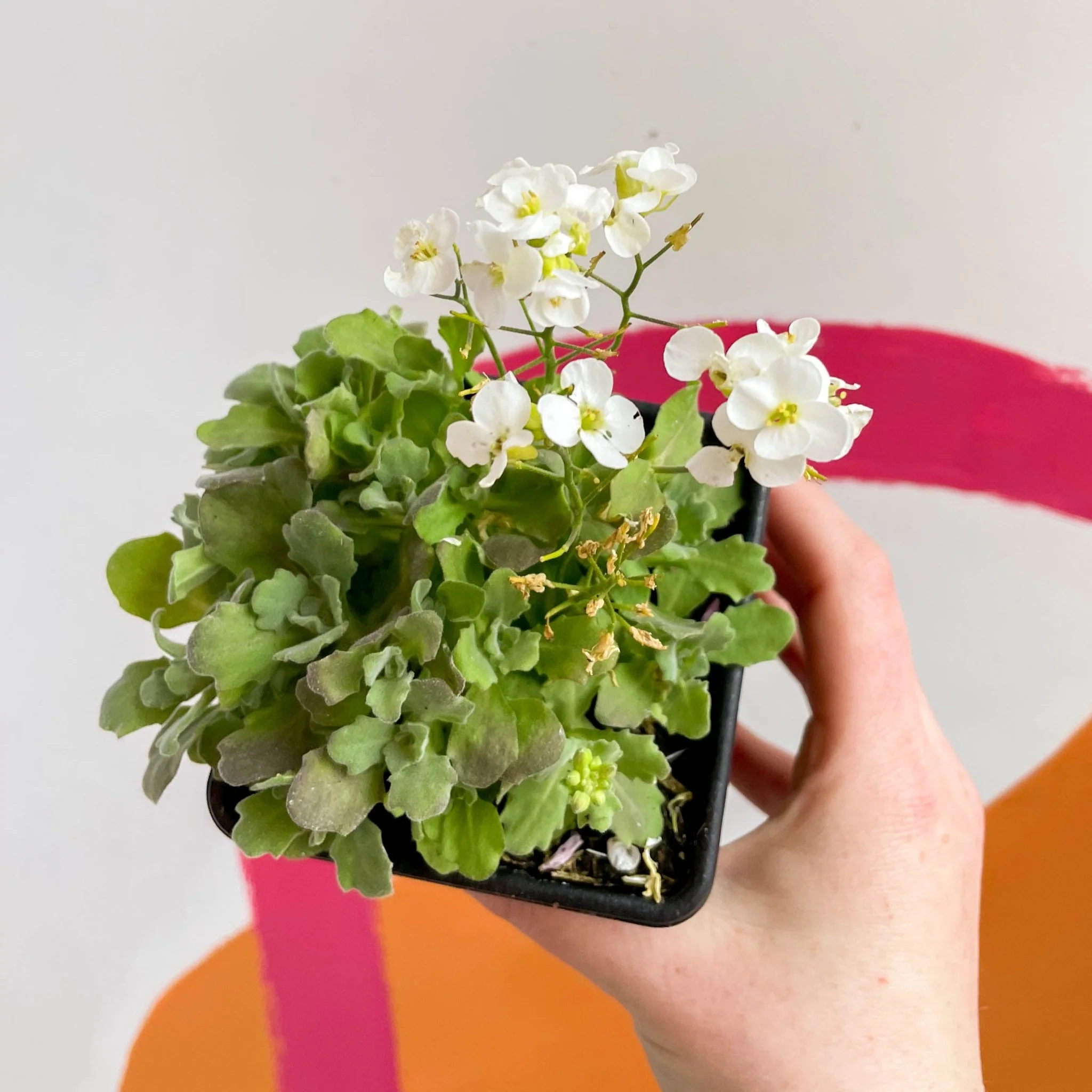 Arabis caucasica 'Little Treasure White' - Wall Cress - British Grown Evergreen Perennial Alpine - Image 3