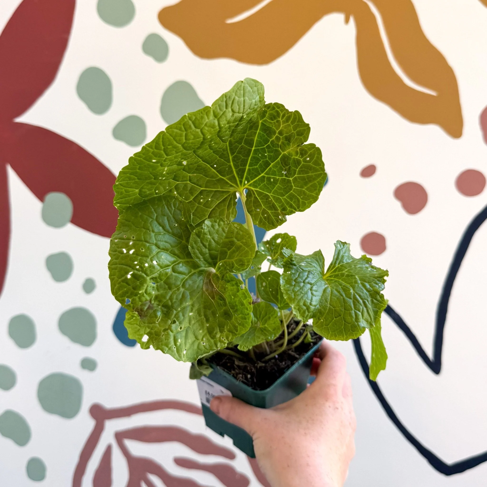 Wasabi Japonica 'Mephisto Green' - Cotswolds Grown Culinary Herbs