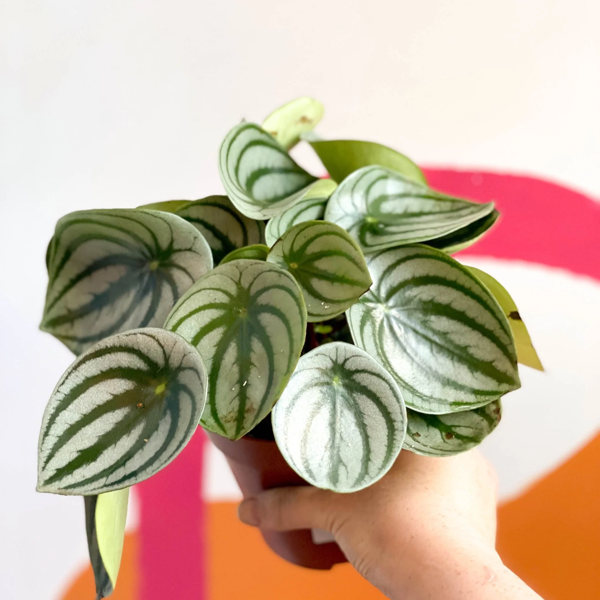 Peperomia argyreia - Watermelon Peperomia