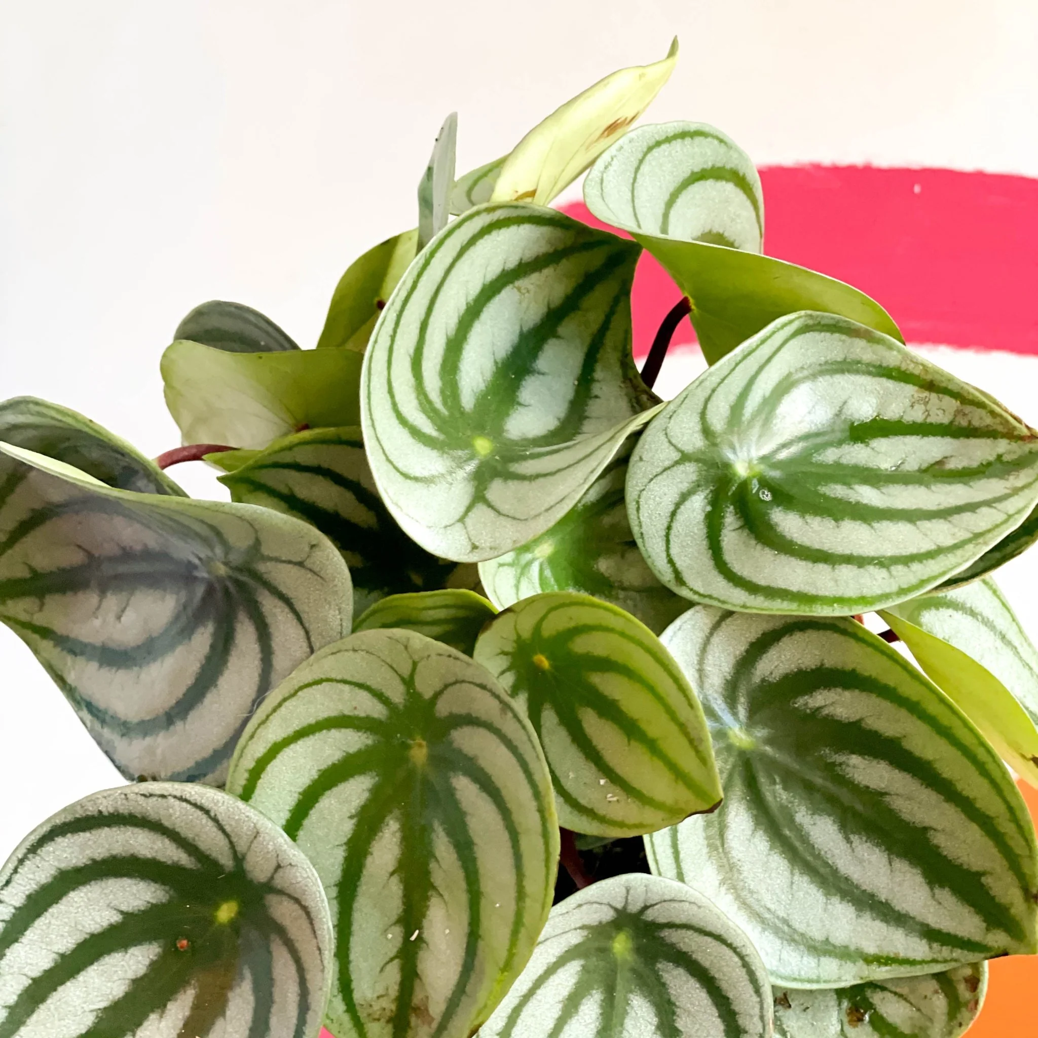 Peperomia argyreia - Watermelon Peperomia - Image 2