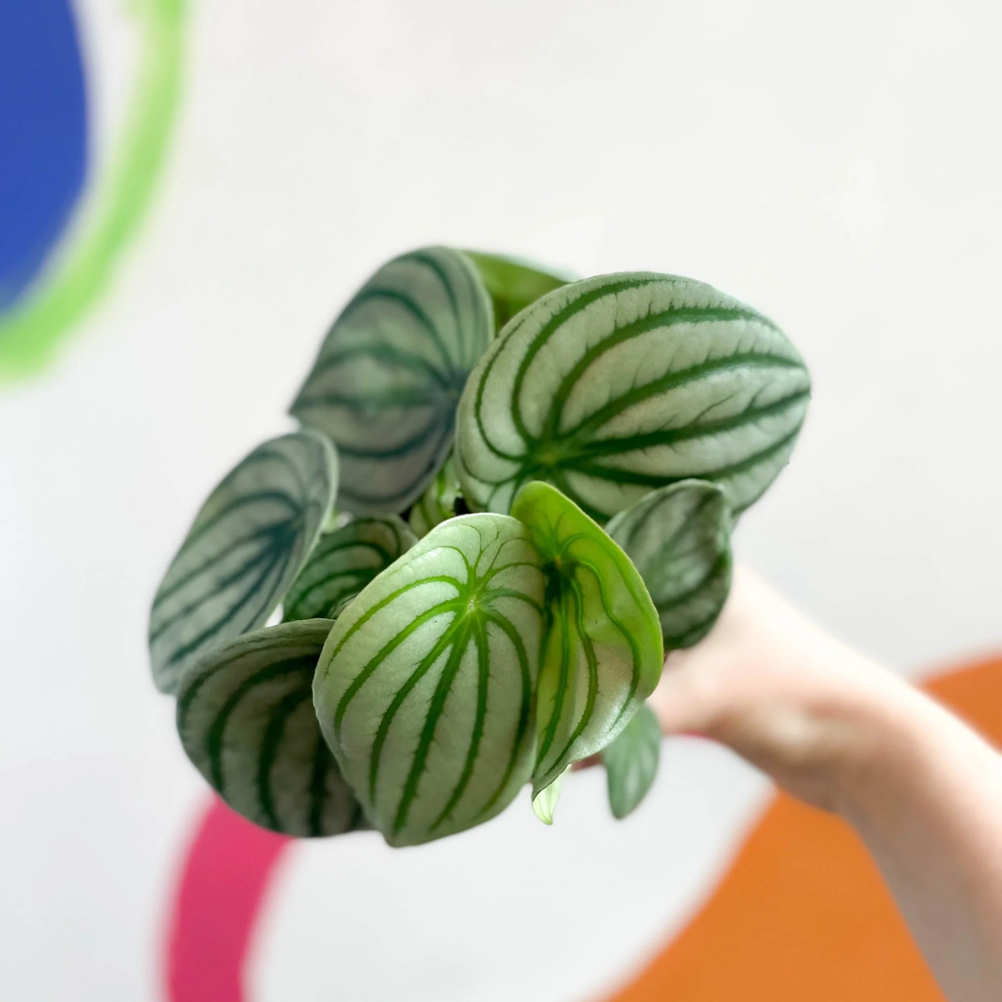 Peperomia argyreia - Watermelon Peperomia - Image 3