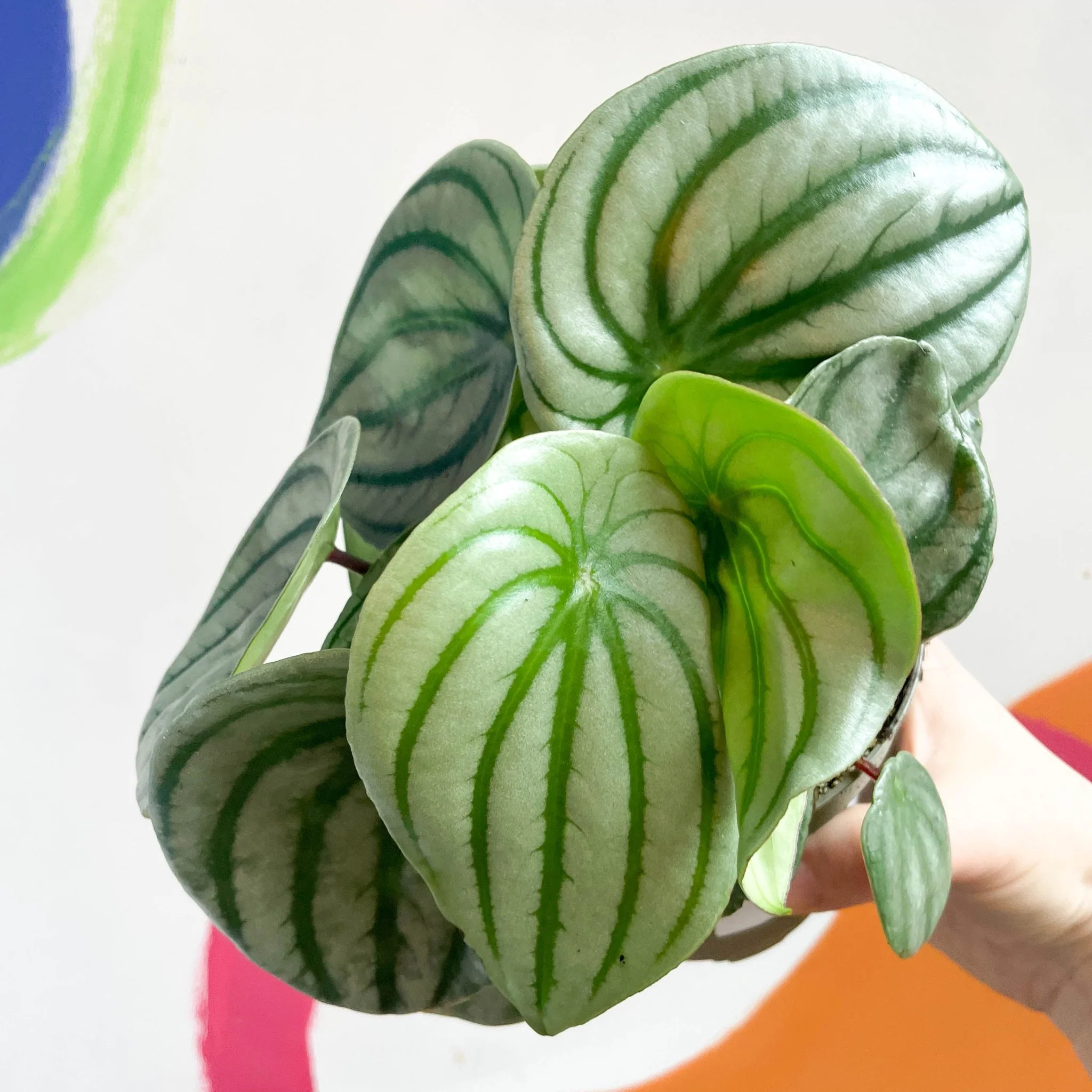 Peperomia argyreia - Watermelon Peperomia - Image 4