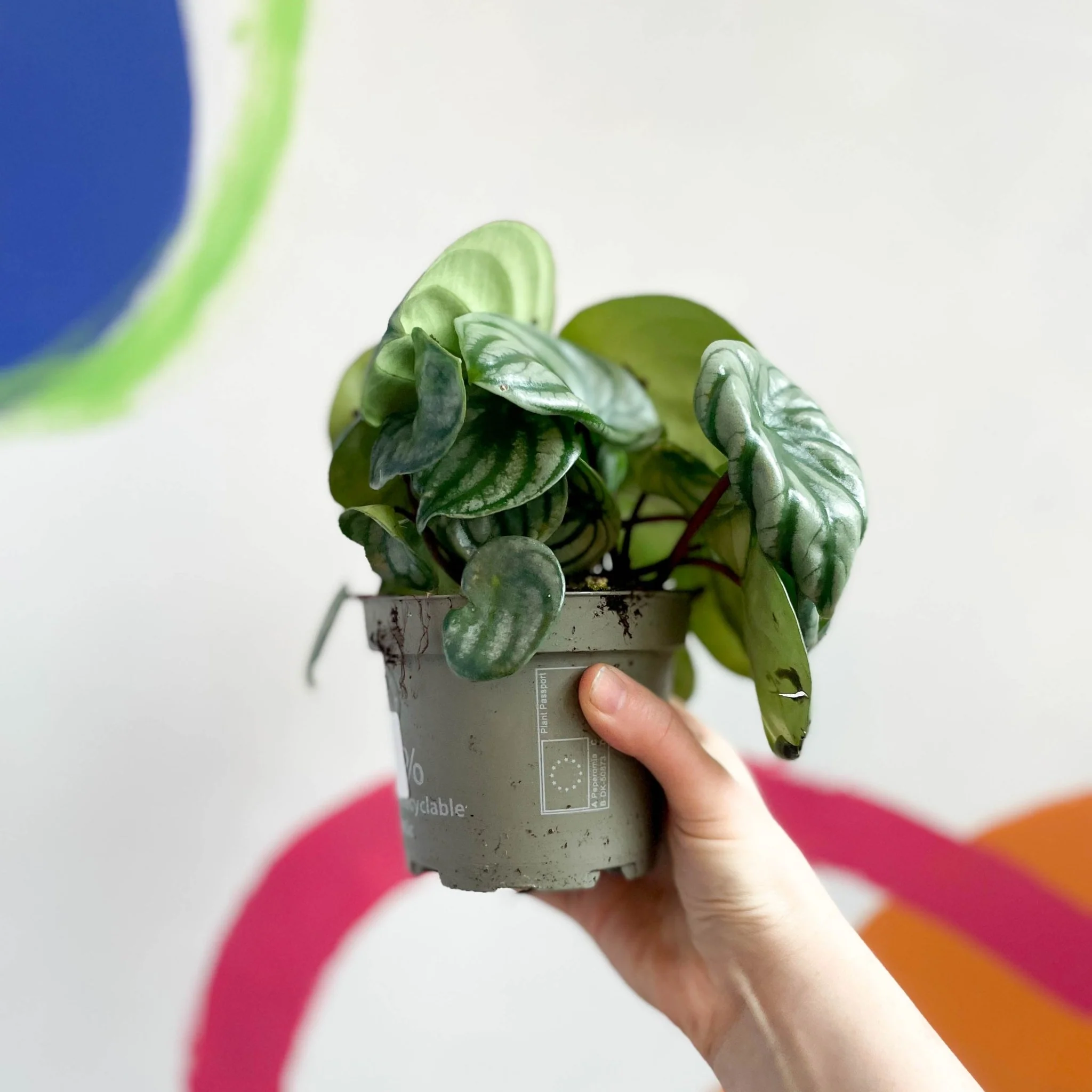 Peperomia argyreia - Watermelon Peperomia - Image 5