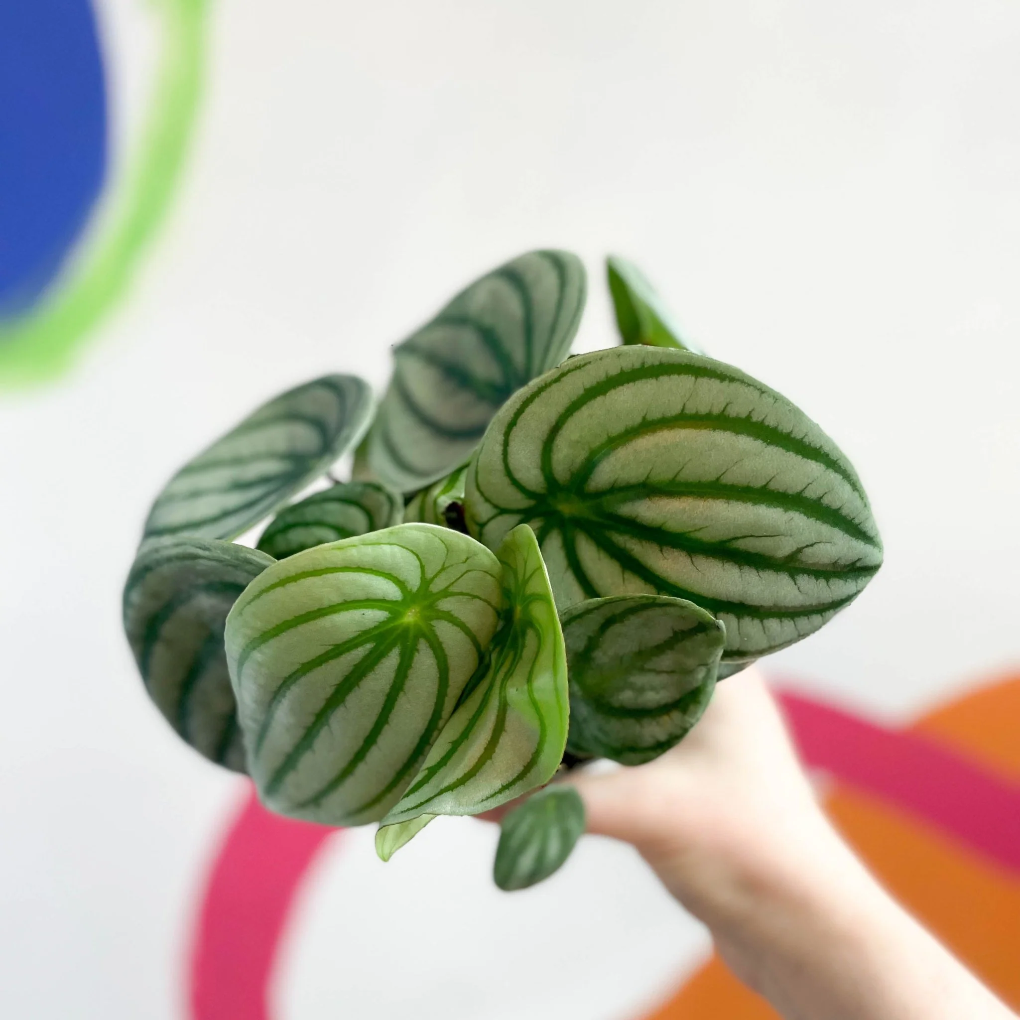 Peperomia argyreia - Watermelon Peperomia - Image 6