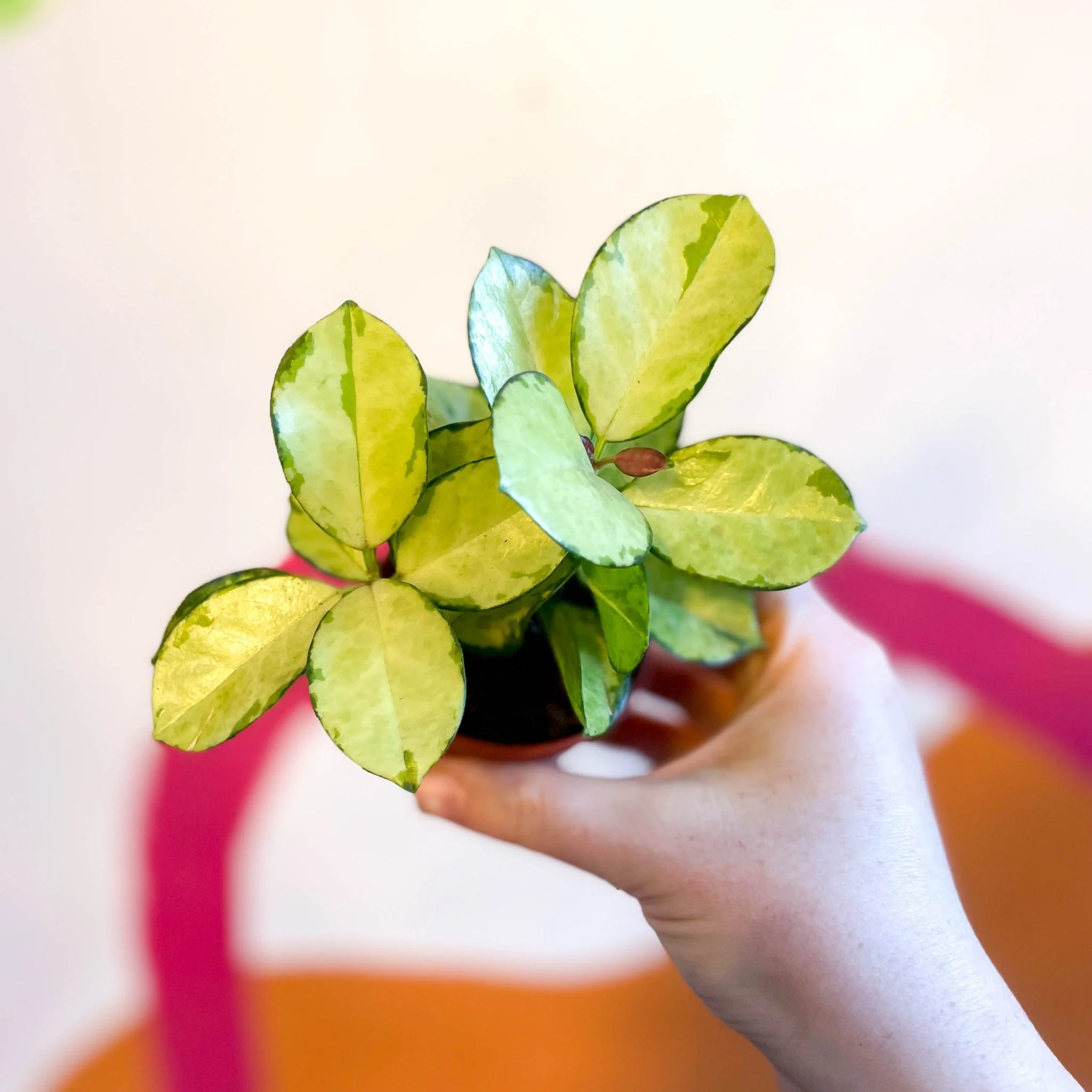 Hoya australis 'Lisa' - Image 7