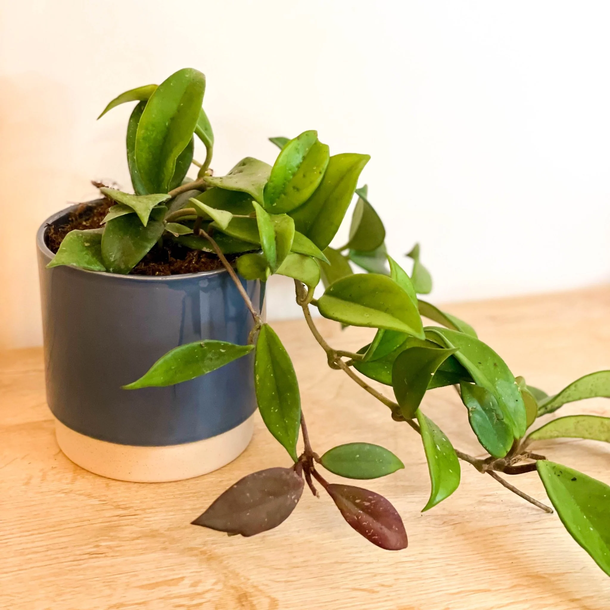 Hoya carnosa 'Dark Red' - Image 2