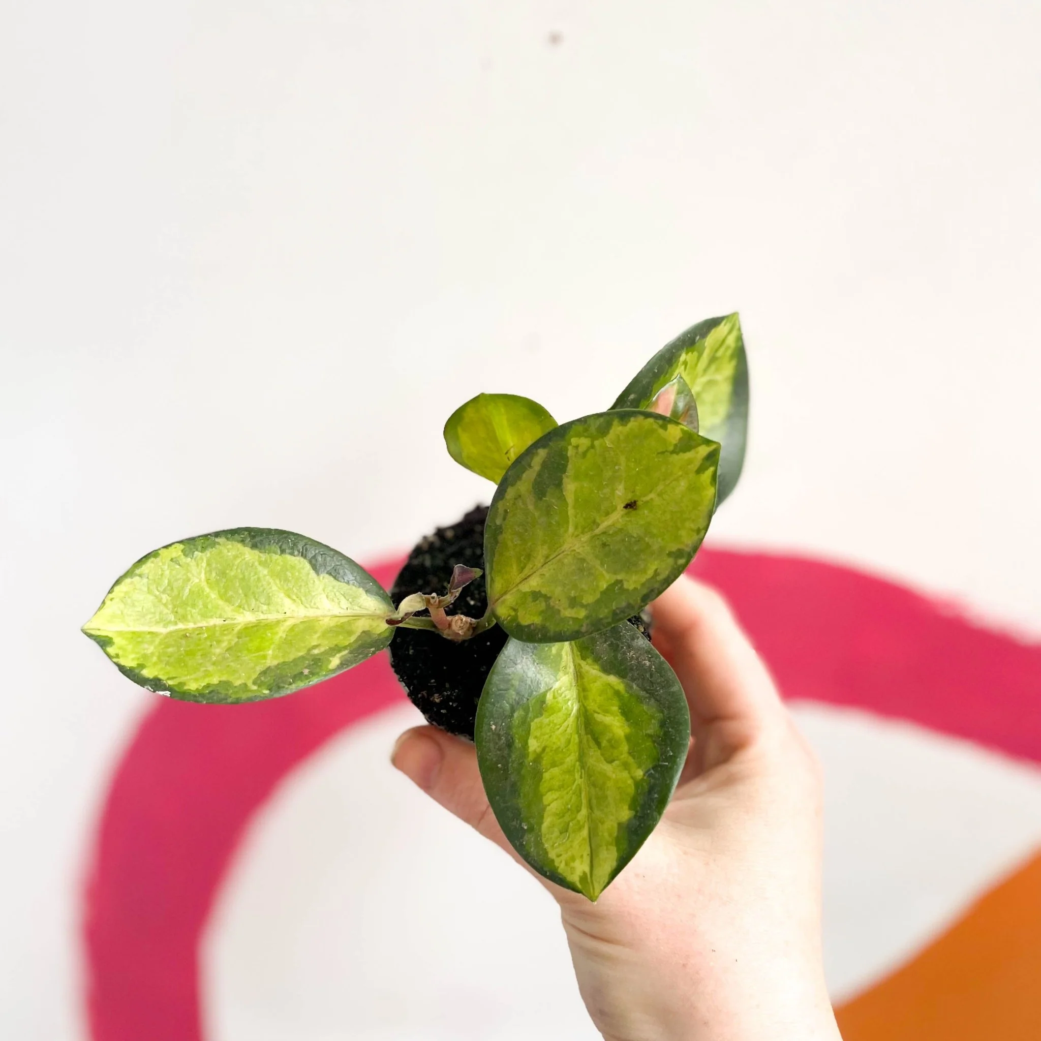 Hoya carnosa variegata 'Tricolor' / 'Krimson Queen' - Image 8