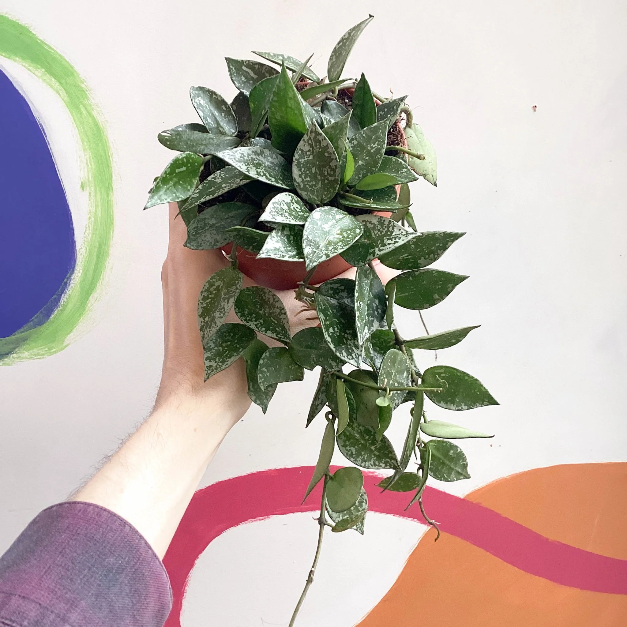 Hoya krohniana 'Splash'