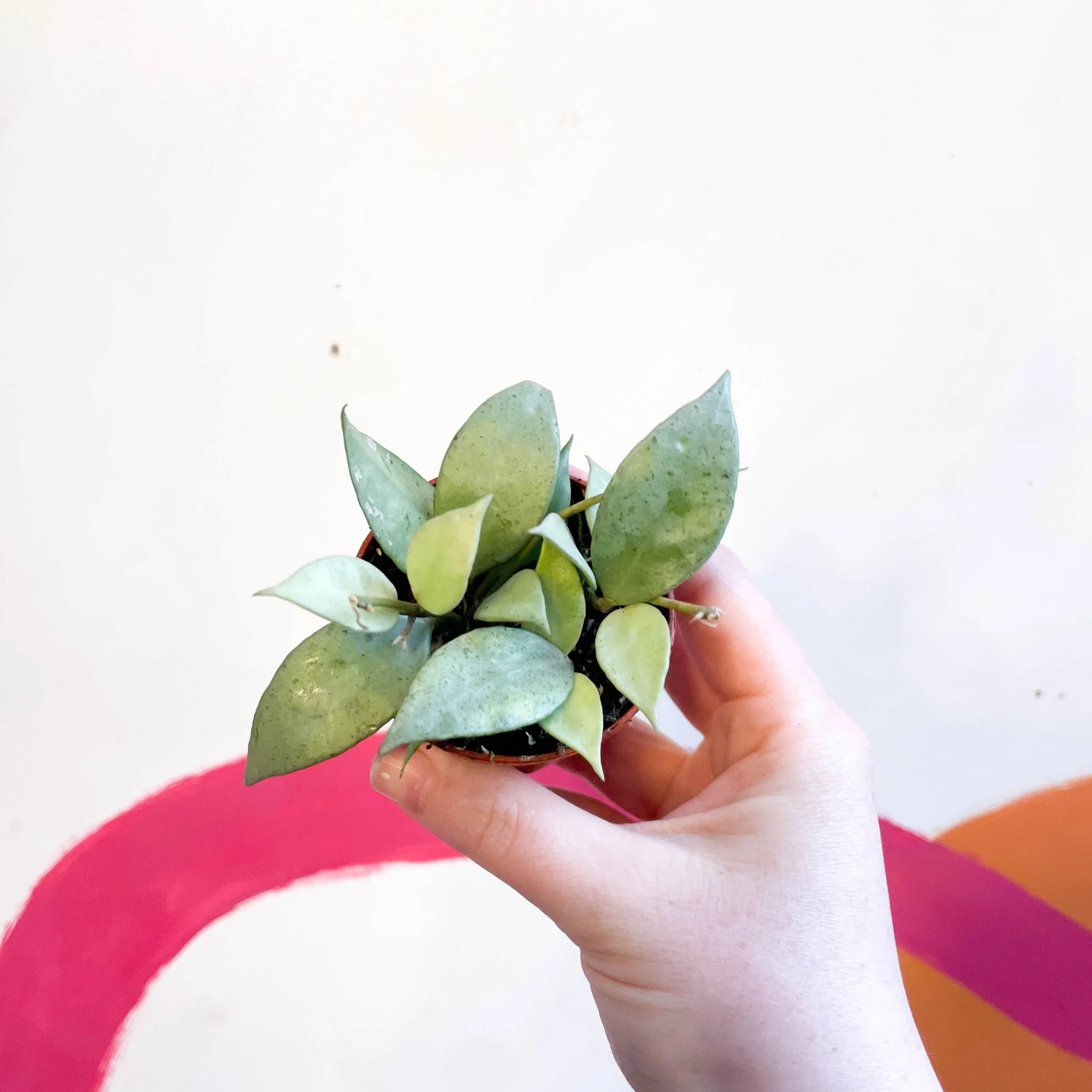 Hoya lacunosa 'Mint' - Image 2