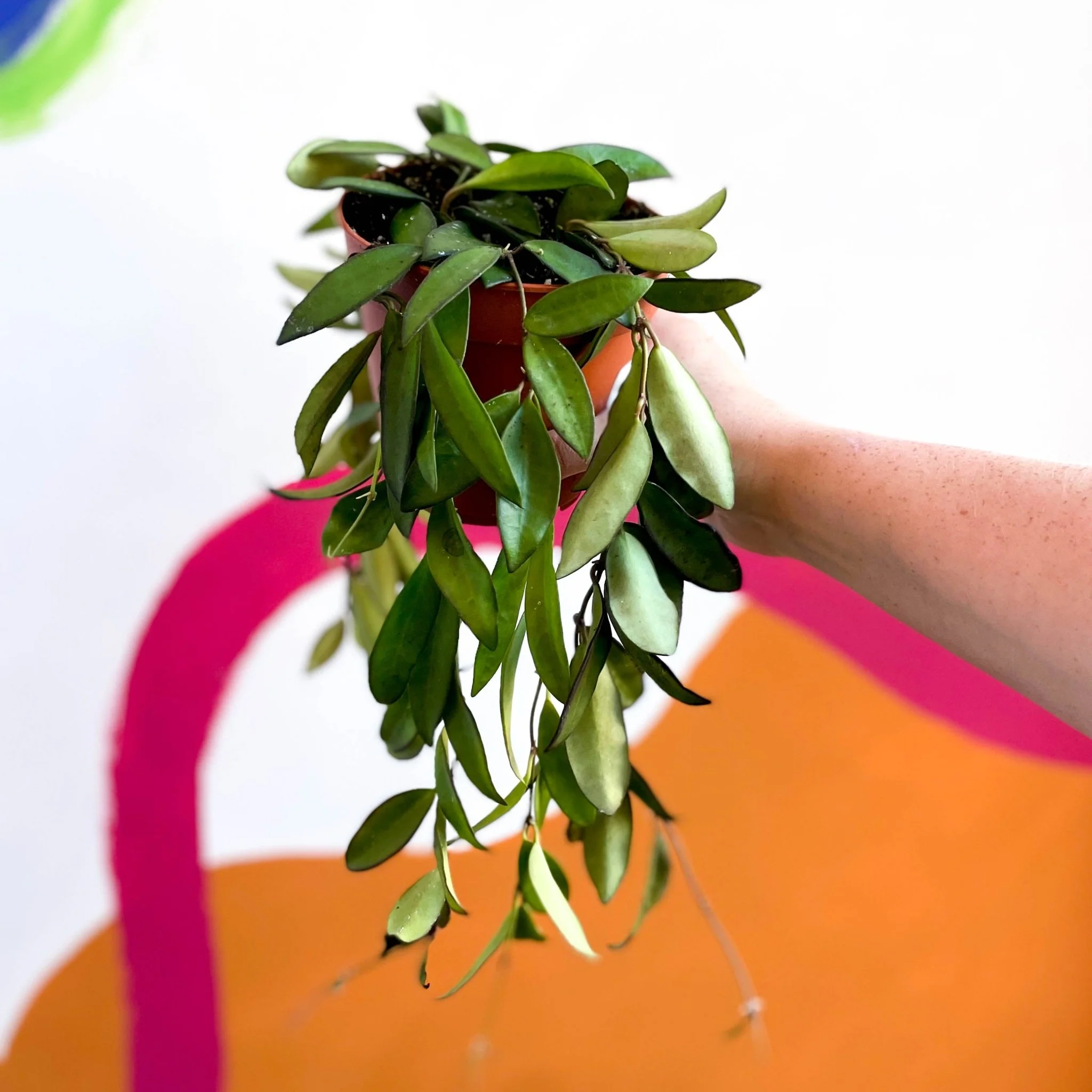 Hoya rosita - Image 3