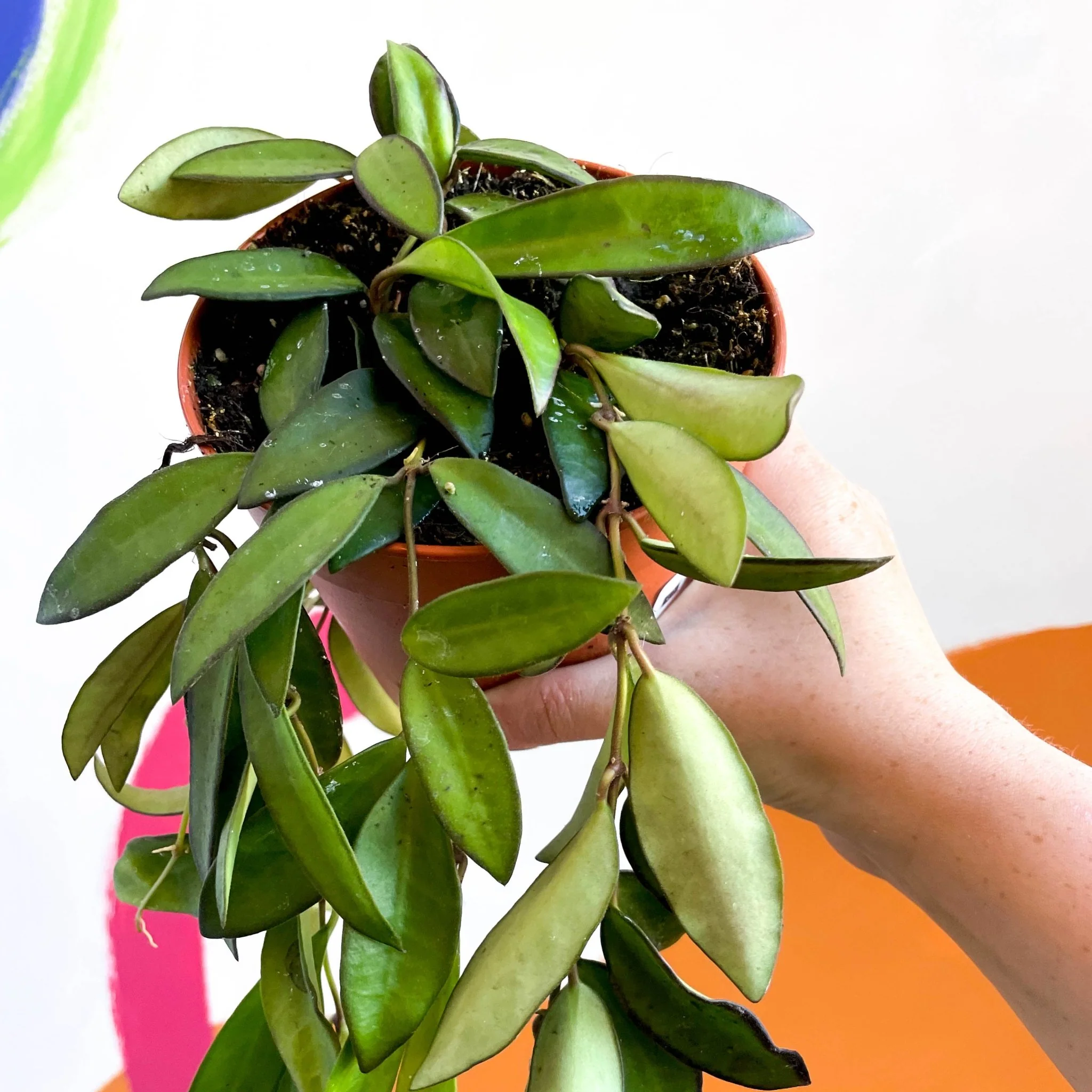 Hoya rosita - Image 5
