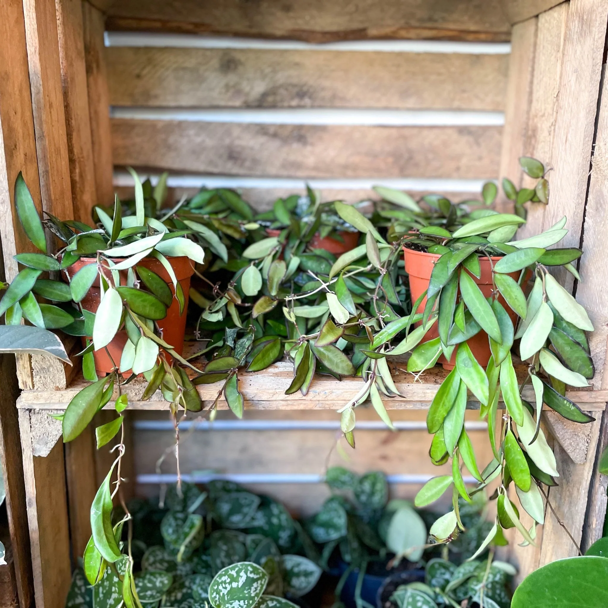 Hoya rosita - Image 8