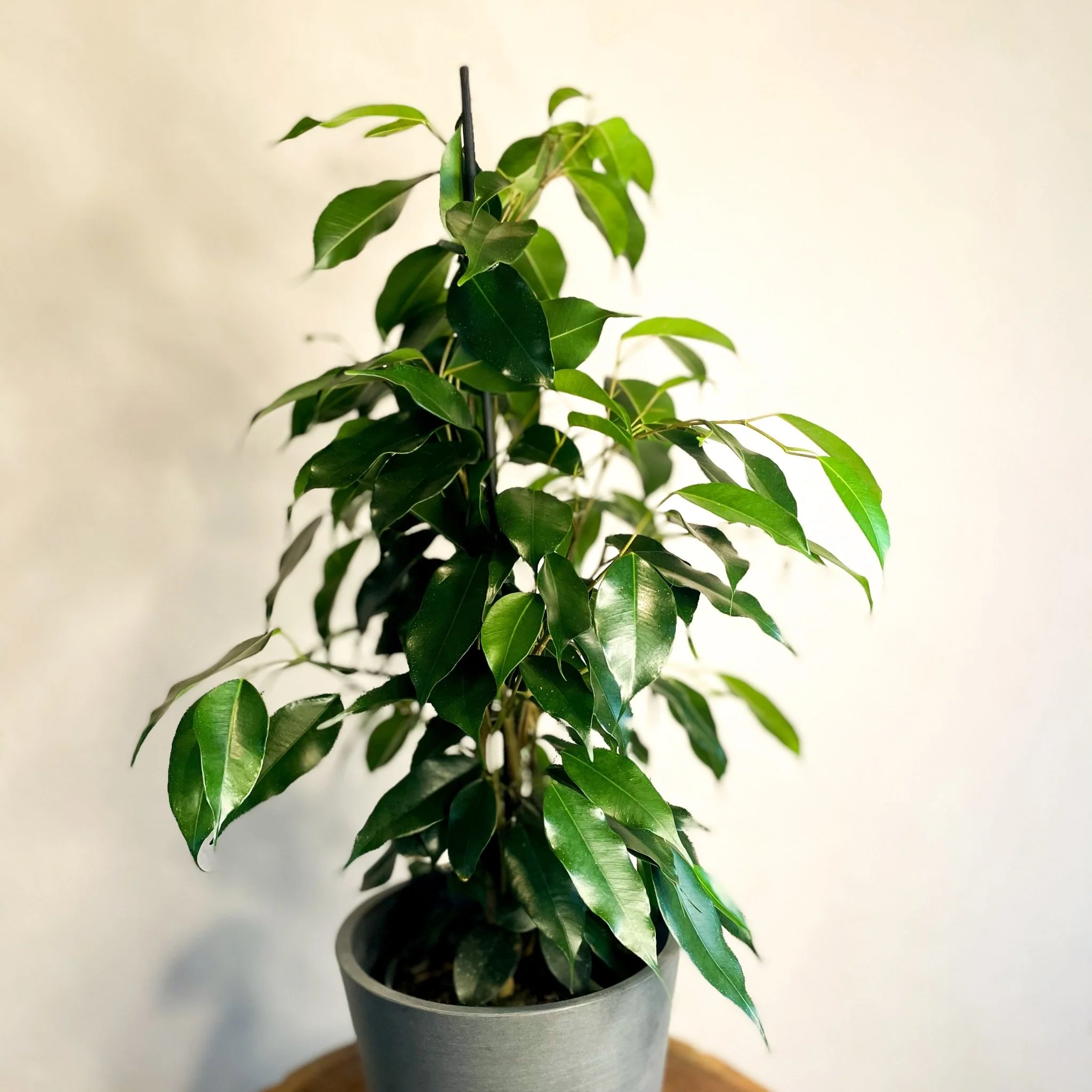 Weeping Fig - Ficus benjamina