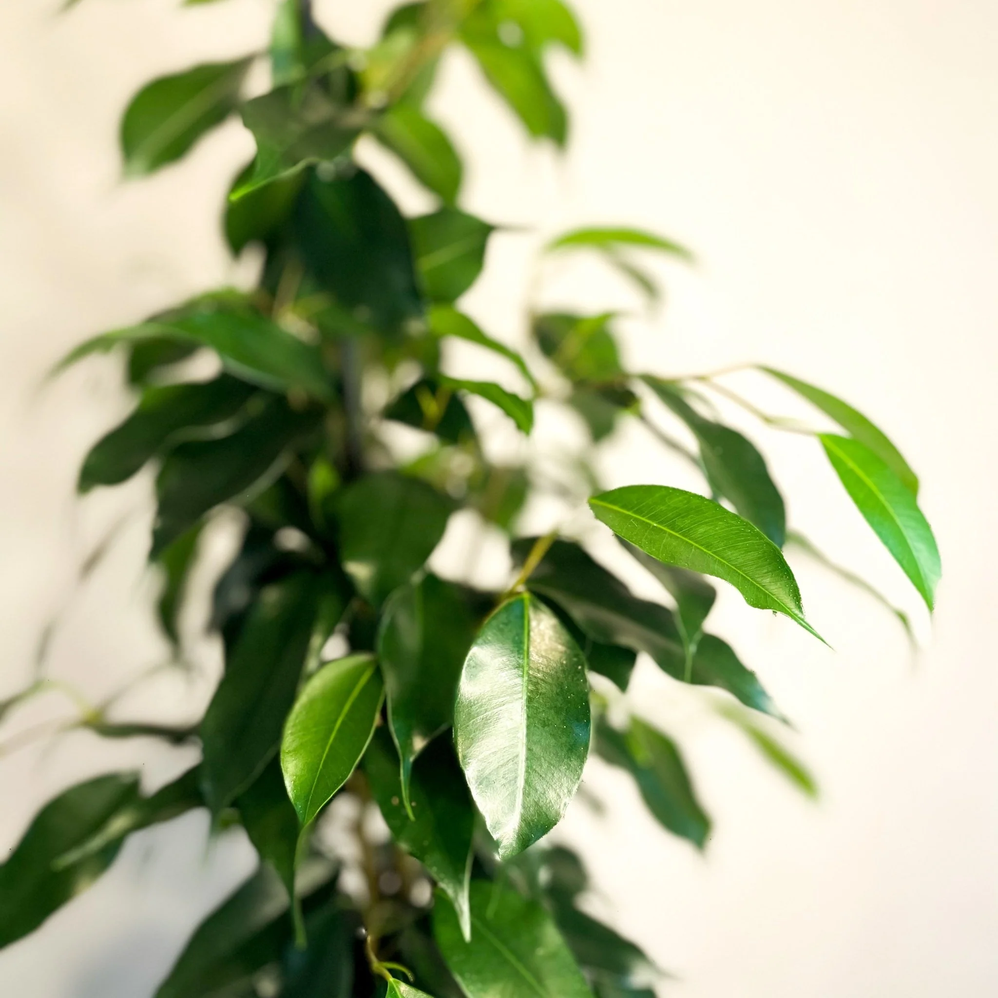 Weeping Fig - Ficus benjamina - Image 2