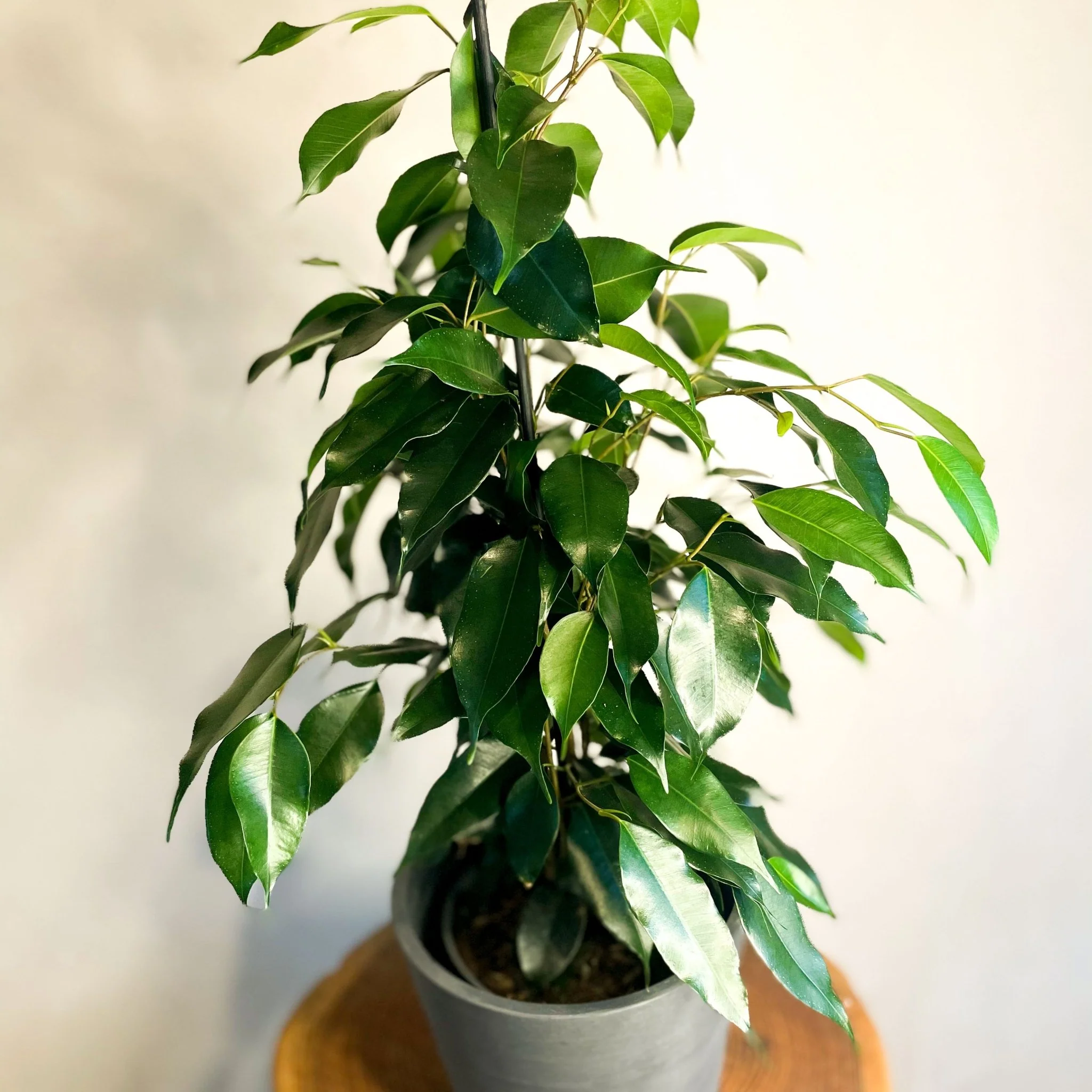 Weeping Fig - Ficus benjamina - Image 3