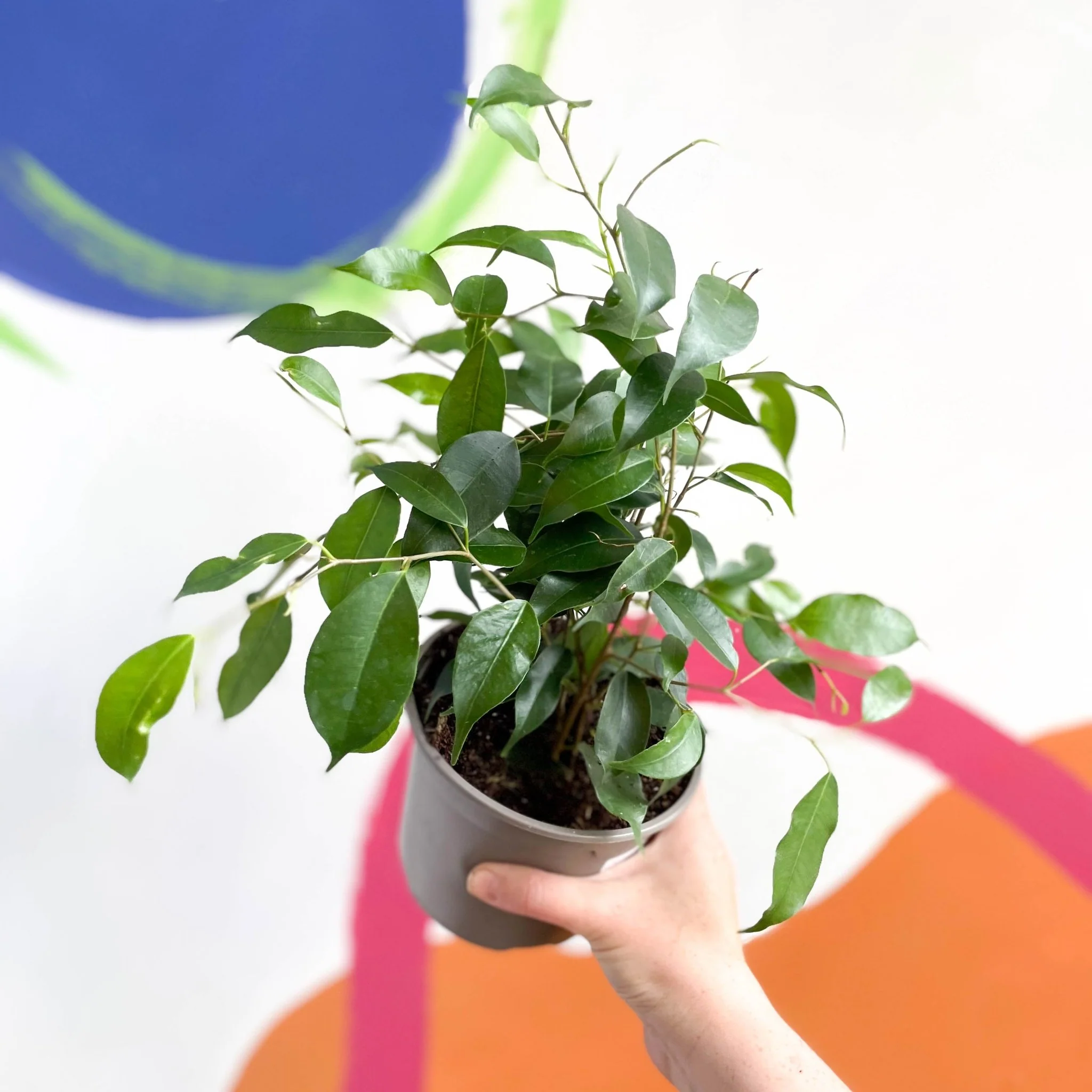 Weeping Fig - Ficus benjamina 'Exotica'- British Grown