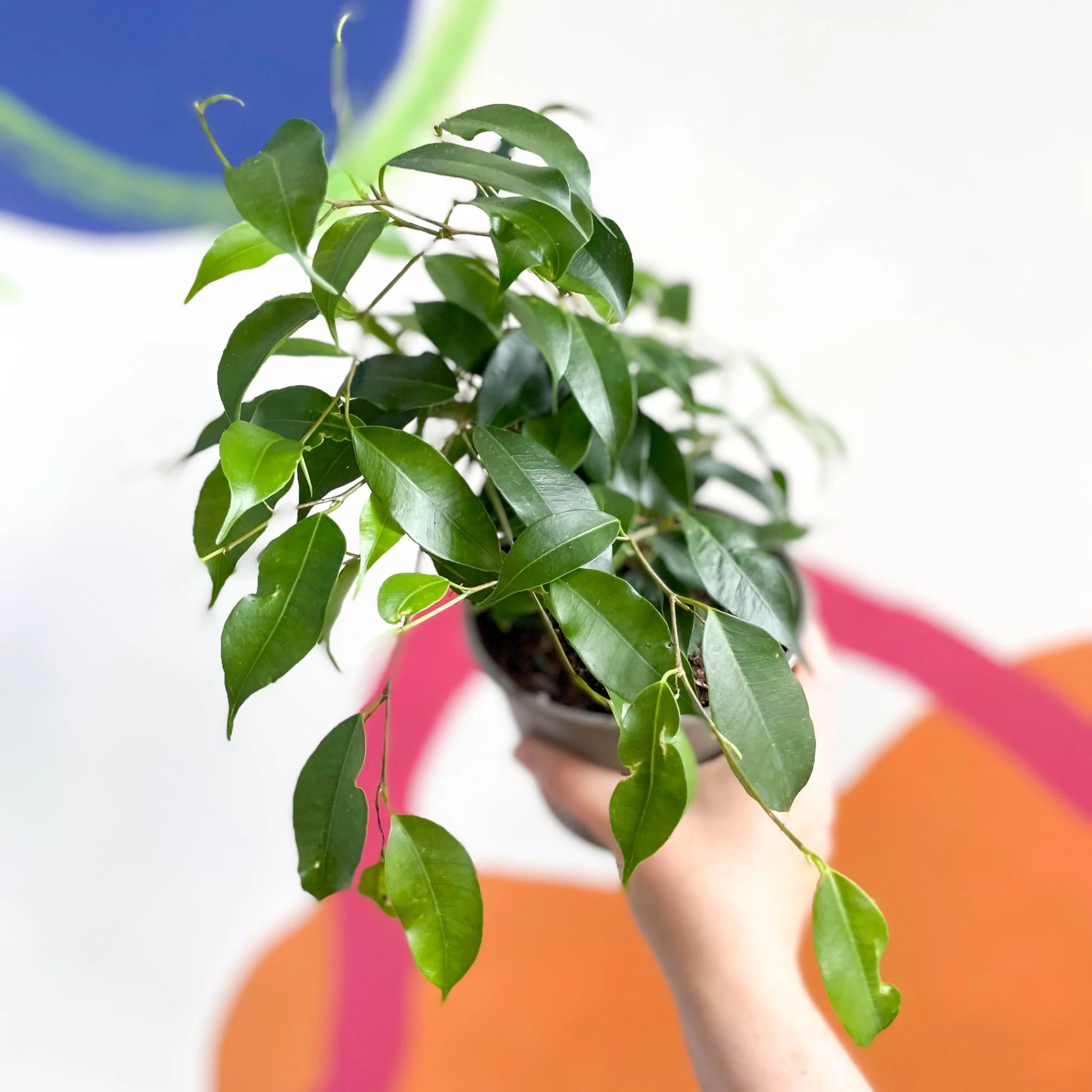 Weeping Fig - Ficus benjamina 'Exotica'- British Grown - Image 2