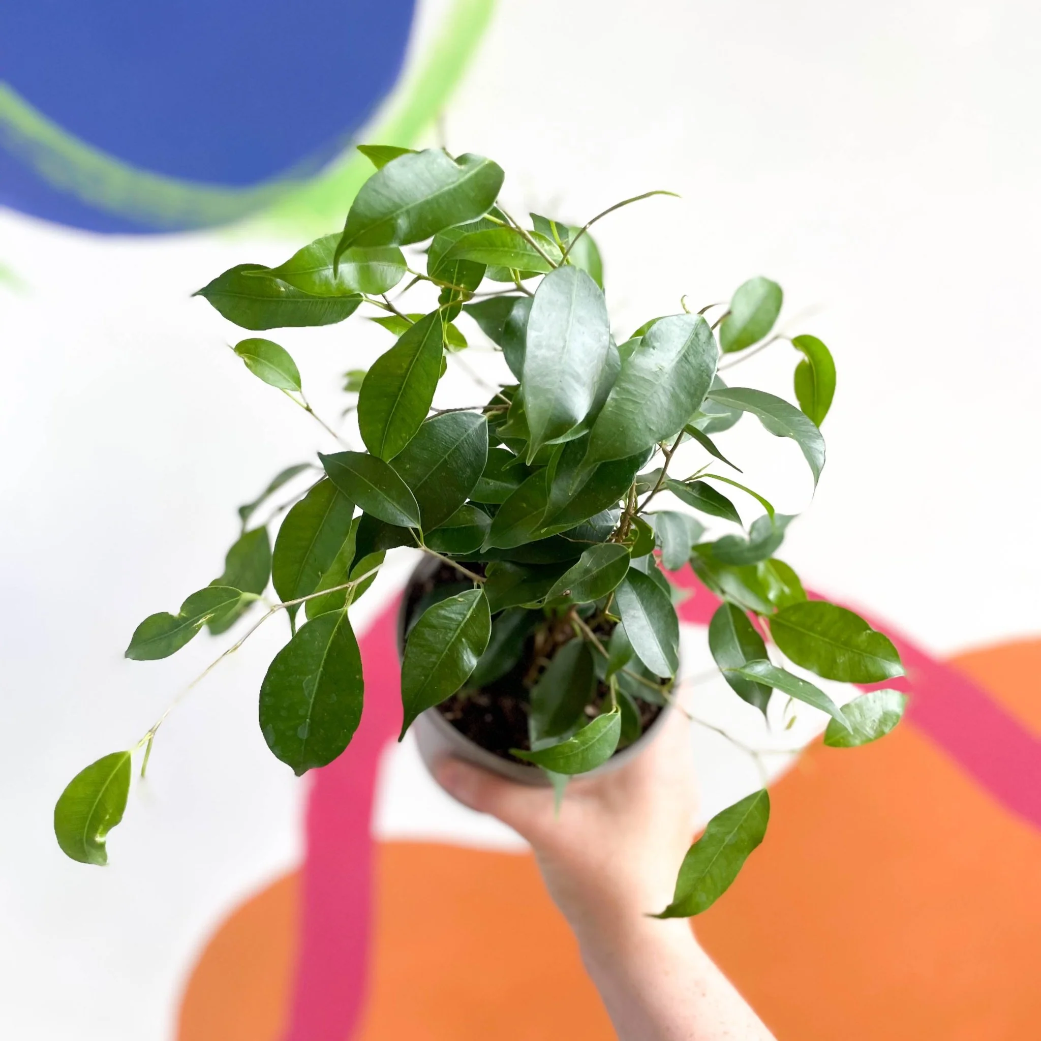 Weeping Fig - Ficus benjamina 'Exotica'- British Grown - Image 3