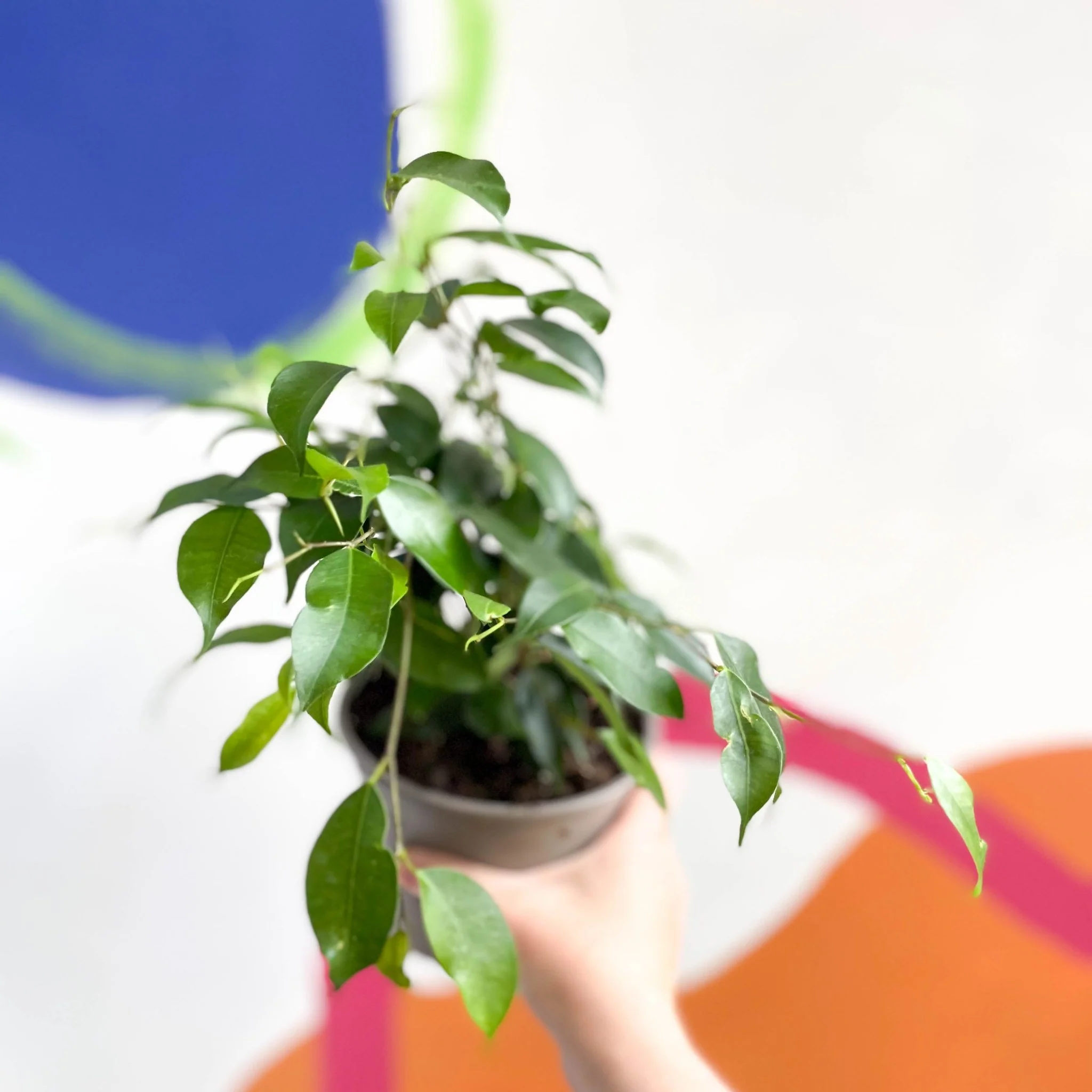 Weeping Fig - Ficus benjamina 'Exotica'- British Grown - Image 4