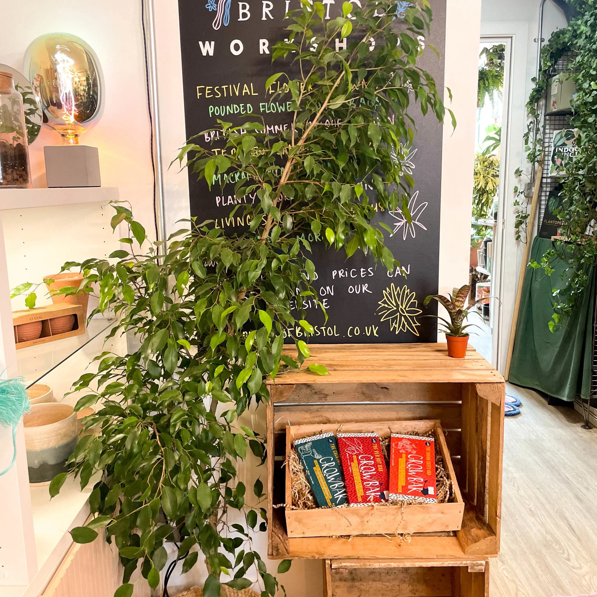 Weeping Fig - Ficus benjamina 'Exotica'- British Grown - Image 5