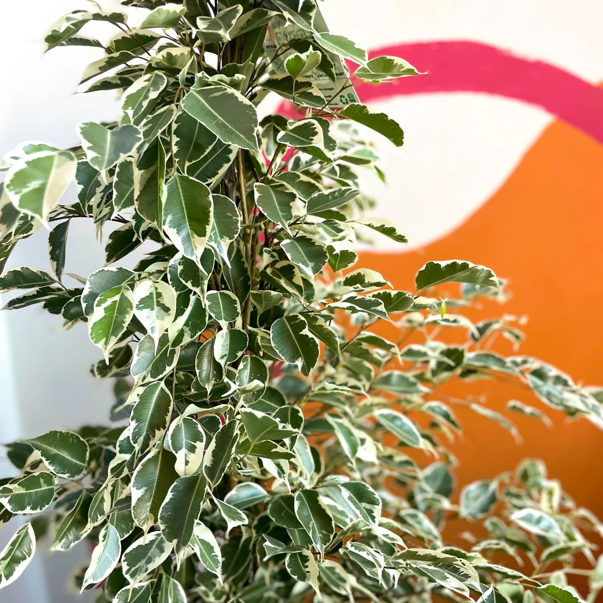 Ficus benjamina ‘Twilight’ – Variegated Weeping Fig - Image 2