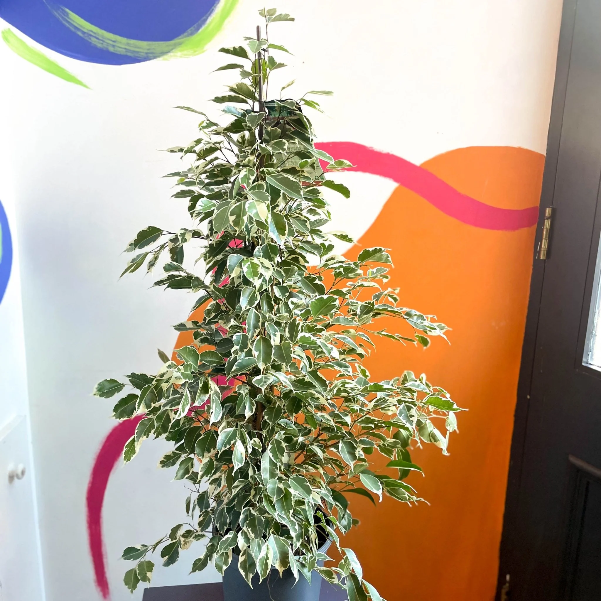Ficus benjamina ‘Twilight’ – Variegated Weeping Fig - Image 3