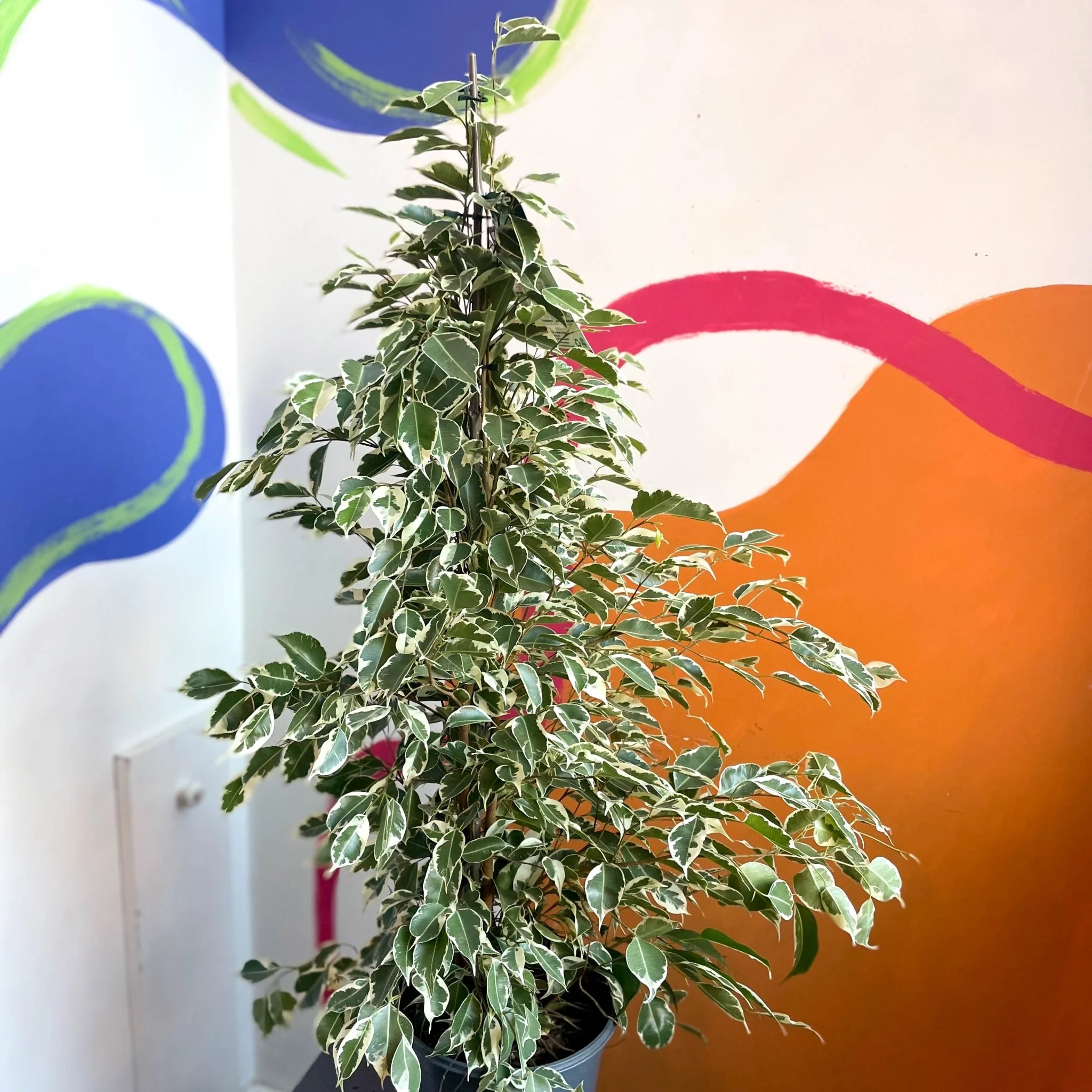Ficus benjamina ‘Twilight’ – Variegated Weeping Fig - Image 4