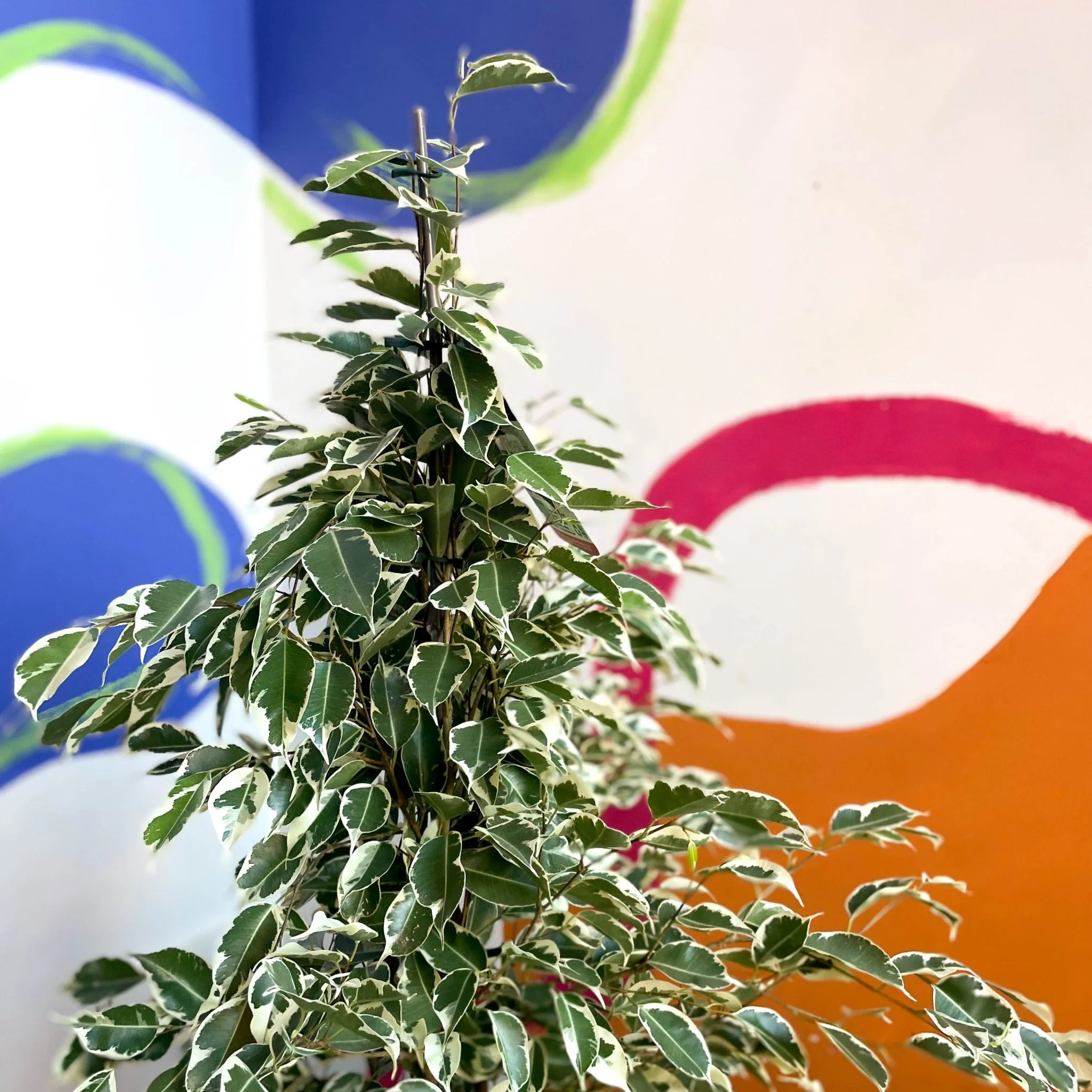Ficus benjamina ‘Twilight’ – Variegated Weeping Fig - Image 5