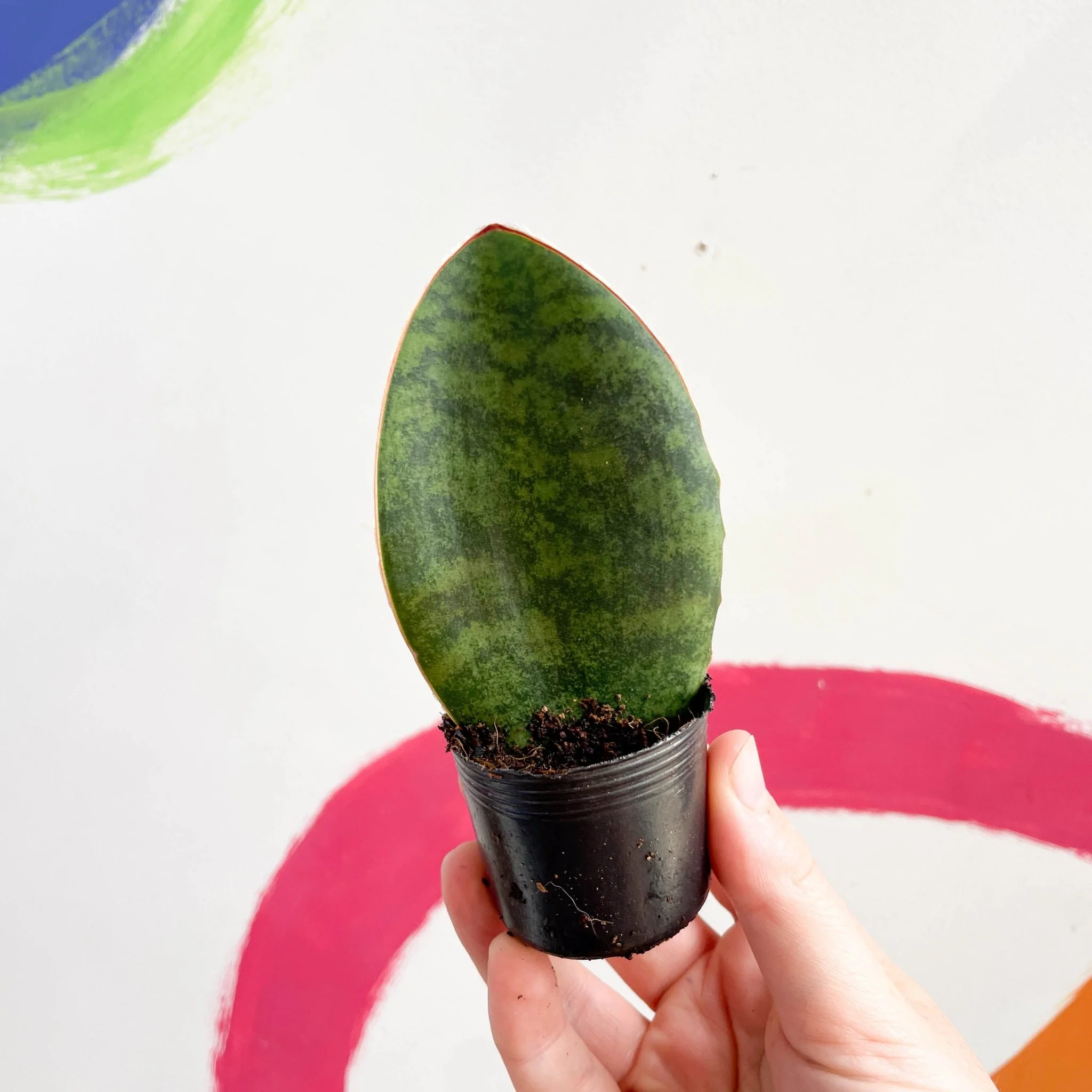 Sansevieria masoniana 'Victoria' - Whale Fin Snake Plant